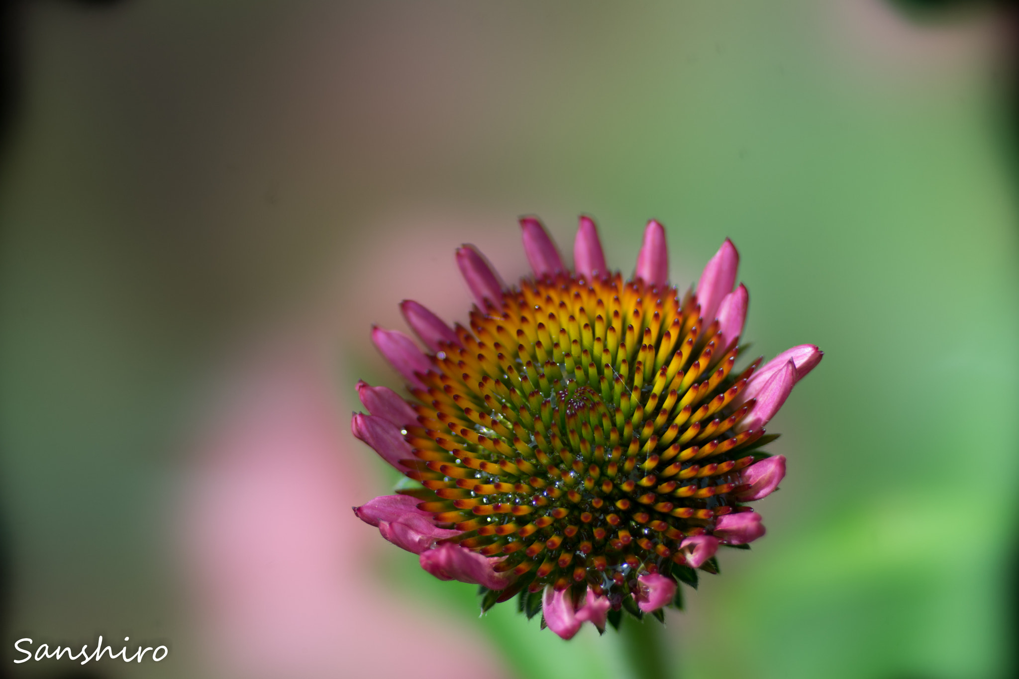 Sony 135mm F2.8 [T4.5] STF sample photo. Untitled photography