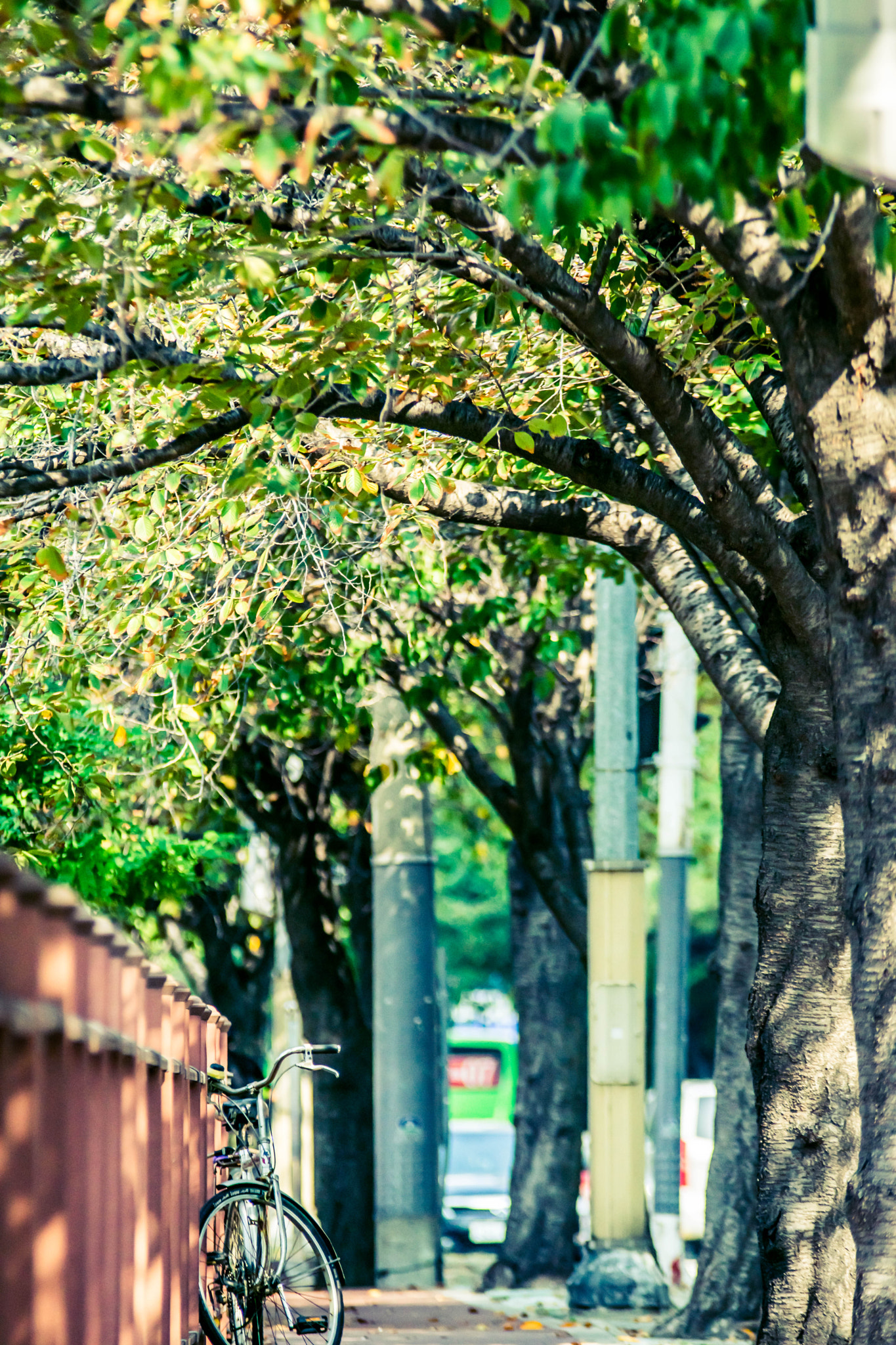 Sigma 70-200mm F2.8 EX DG OS HSM sample photo. Fall photography