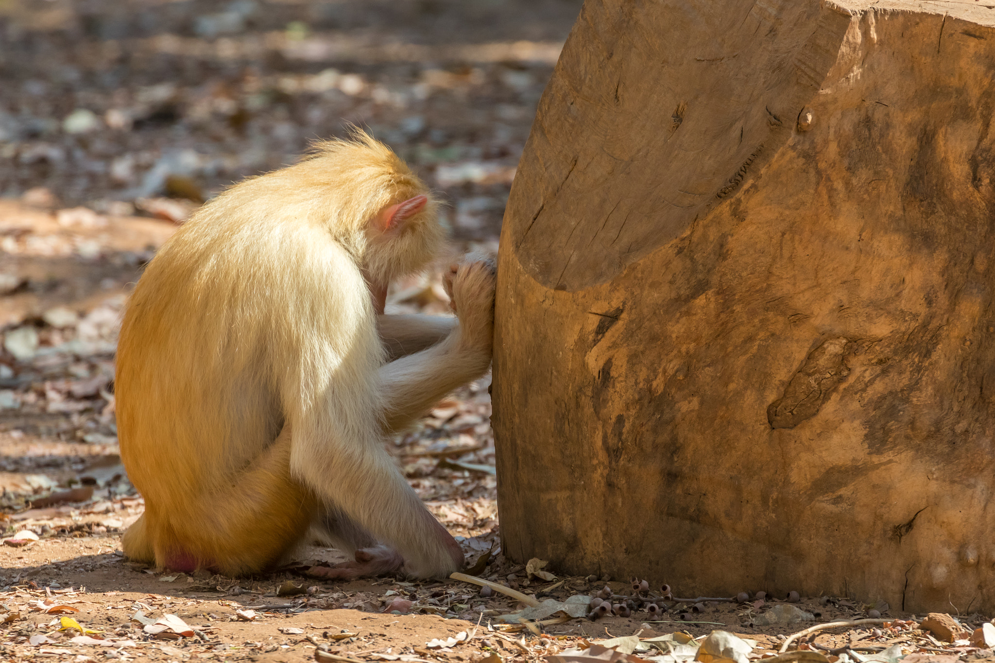 Canon EOS 80D + Canon EF 70-300mm F4-5.6L IS USM sample photo. Praying ape photography