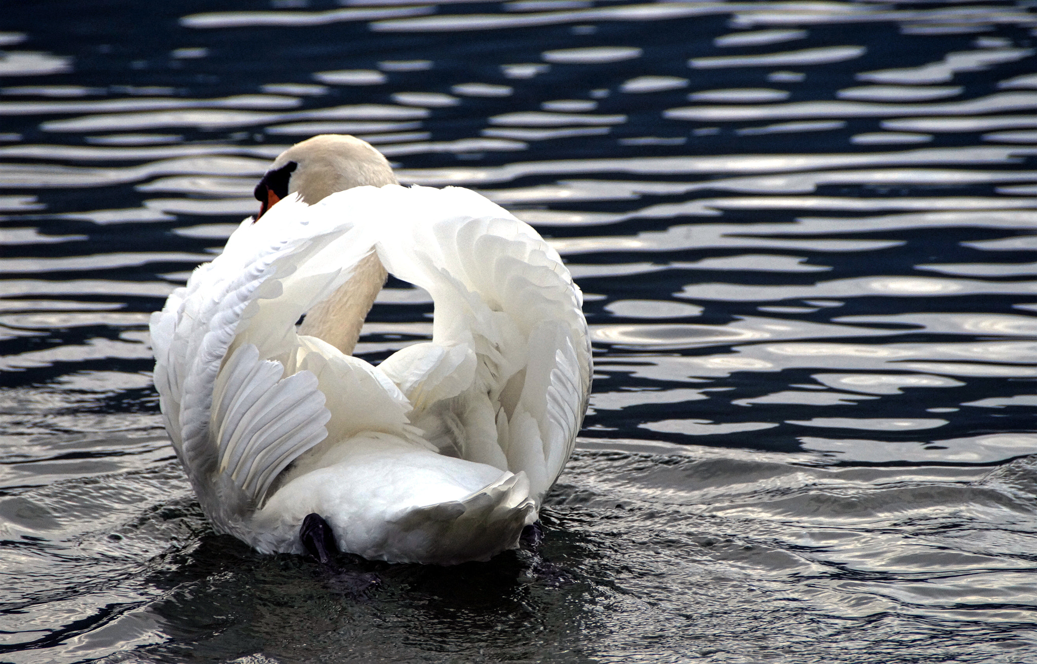 Sony DT 18-200mm F3.5-6.3 sample photo. Swan photography