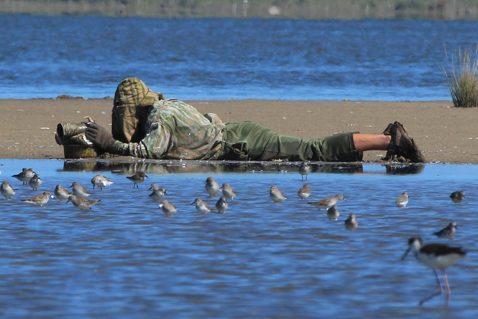 Canon EF 100-400mm F4.5-5.6L IS USM sample photo. Nature sniper photography