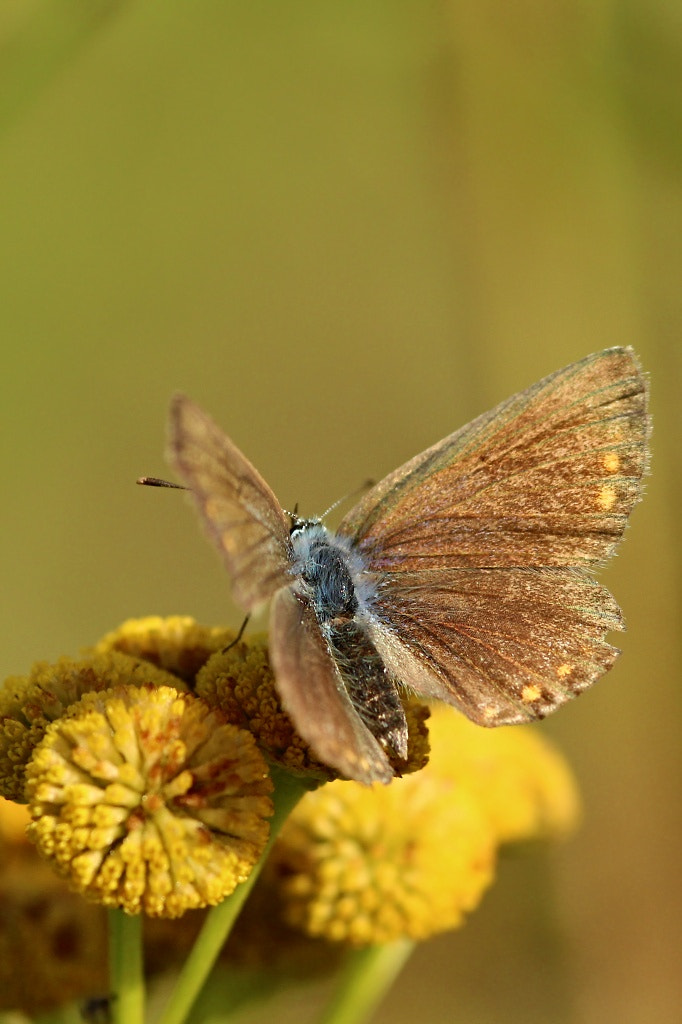 Canon EOS 1200D (EOS Rebel T5 / EOS Kiss X70 / EOS Hi) + Sigma 105mm F2.8 EX DG Macro sample photo. Small butterfly.. photography