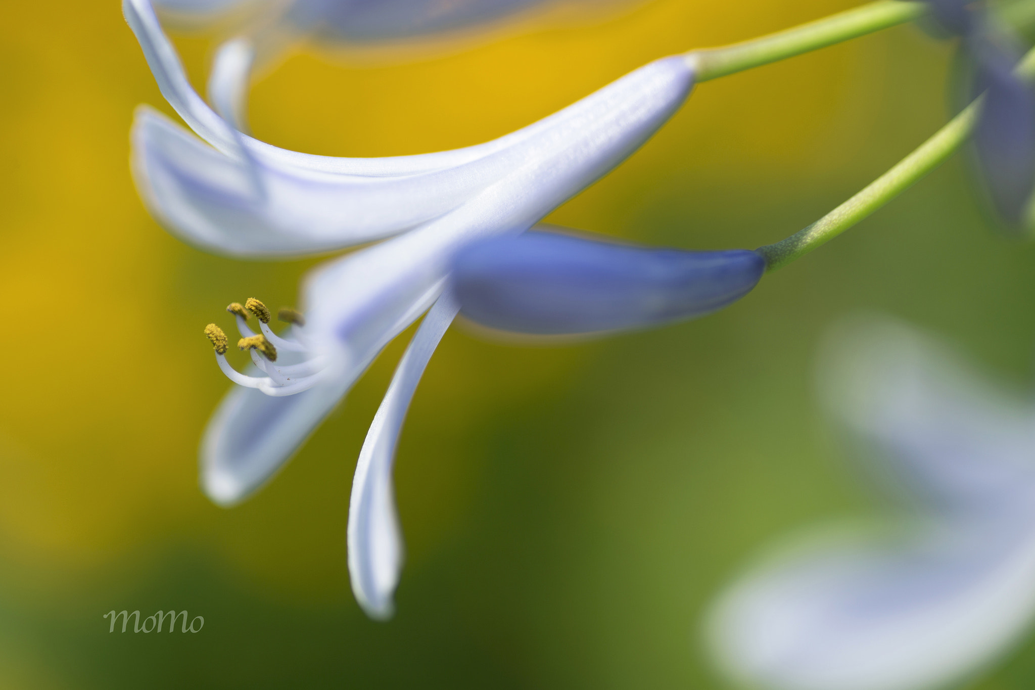 Canon EOS 6D + Tamron SP AF 90mm F2.8 Di Macro sample photo. Agapanthus☆+ﾟ photography