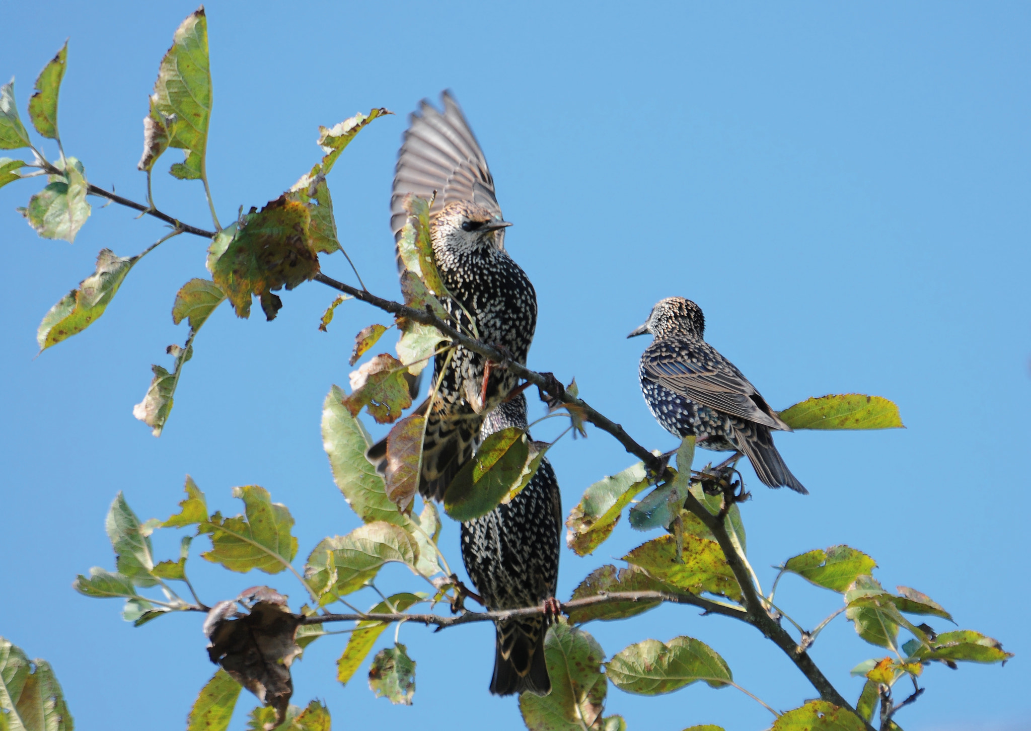 Nikon D300S sample photo. Étourneaux sansonnet-sturnus vulgaris photography