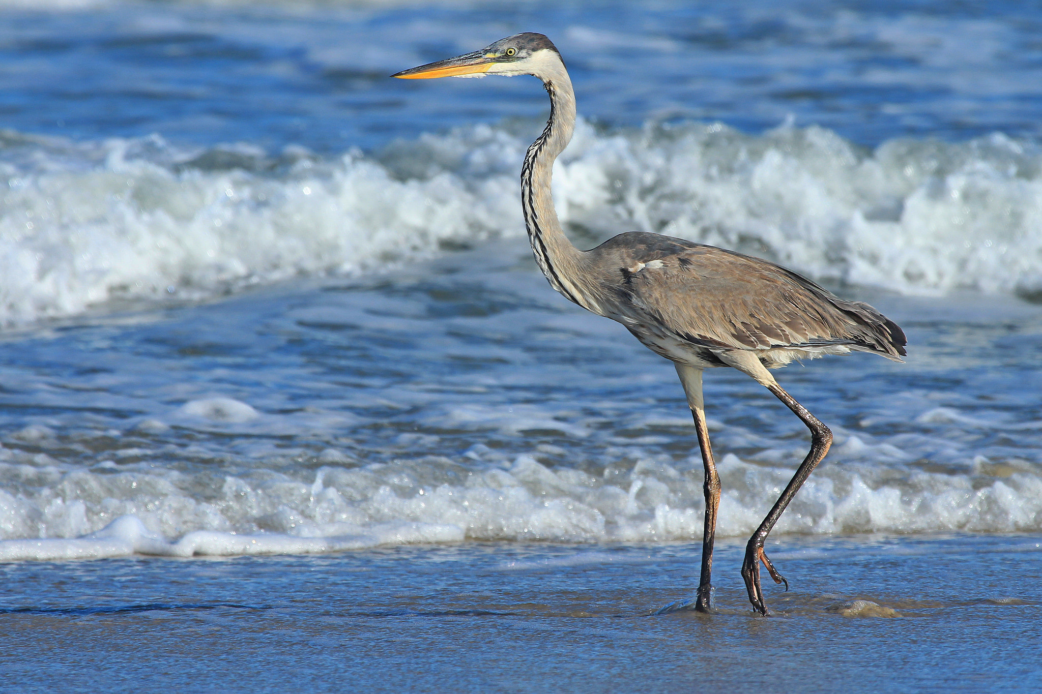 Canon EF 100-400mm F4.5-5.6L IS USM sample photo. Cocoi heron photography