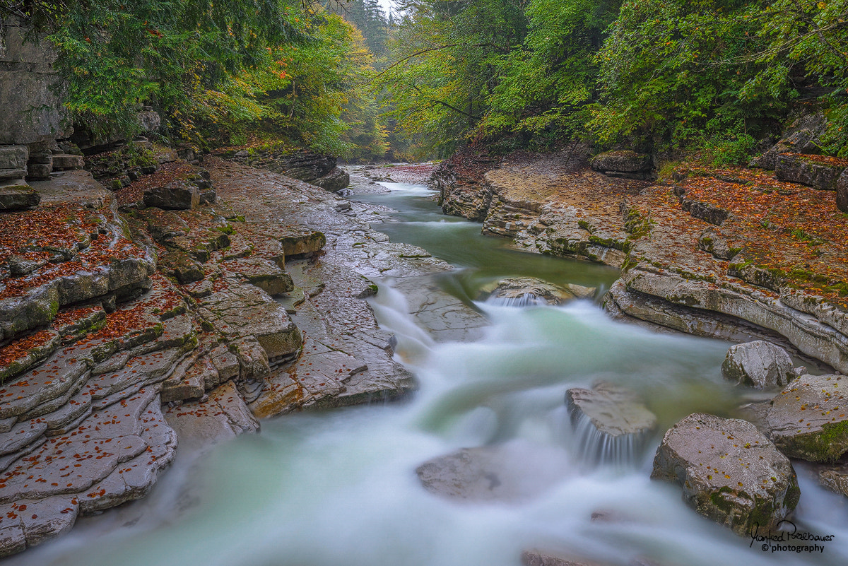 Sony a7R + Sony 70-400mm F4-5.6 G SSM sample photo. Autumnal tauglgries photography