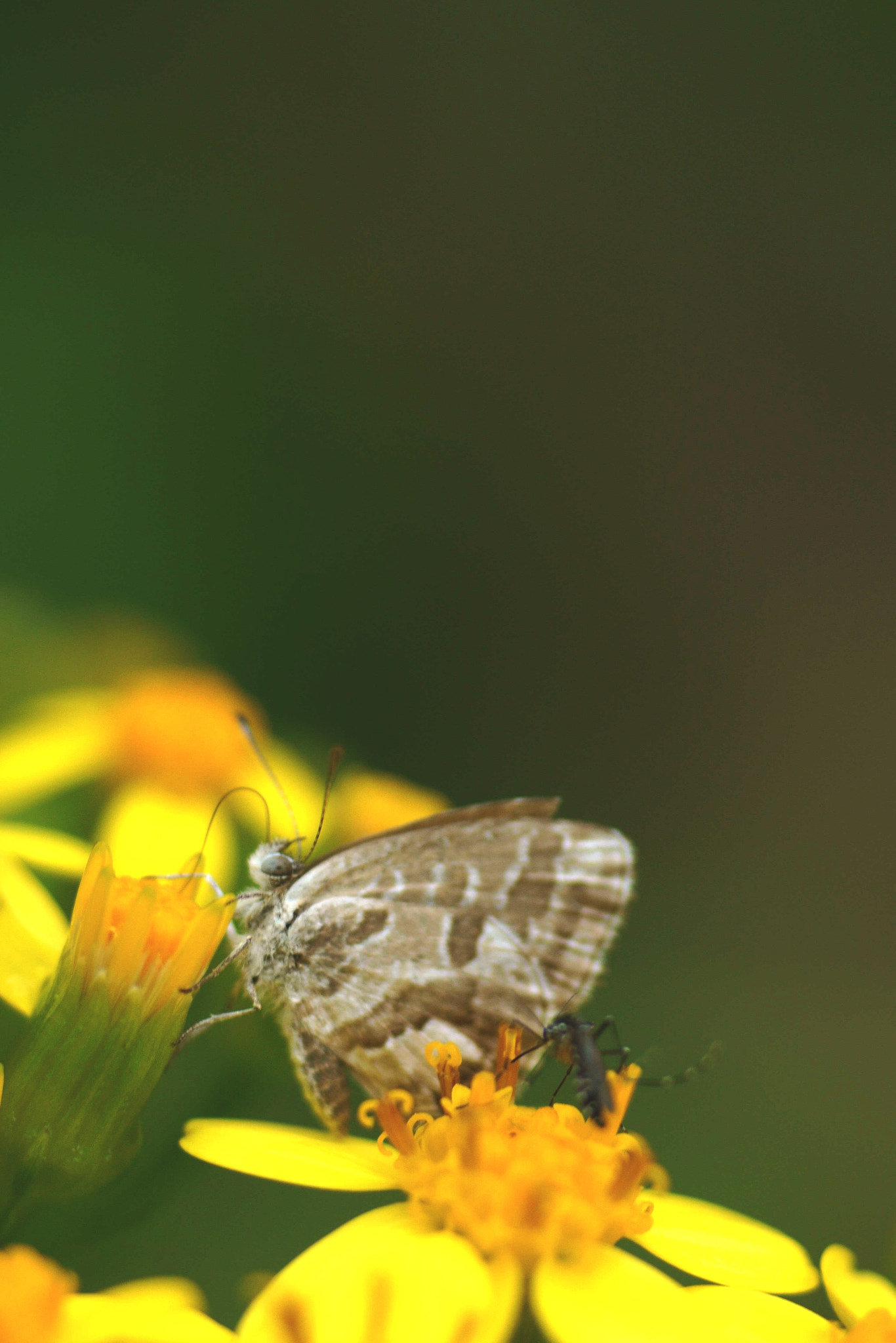 Sony a6000 + Tamron SP AF 90mm F2.8 Di Macro sample photo. Molestias a parte photography