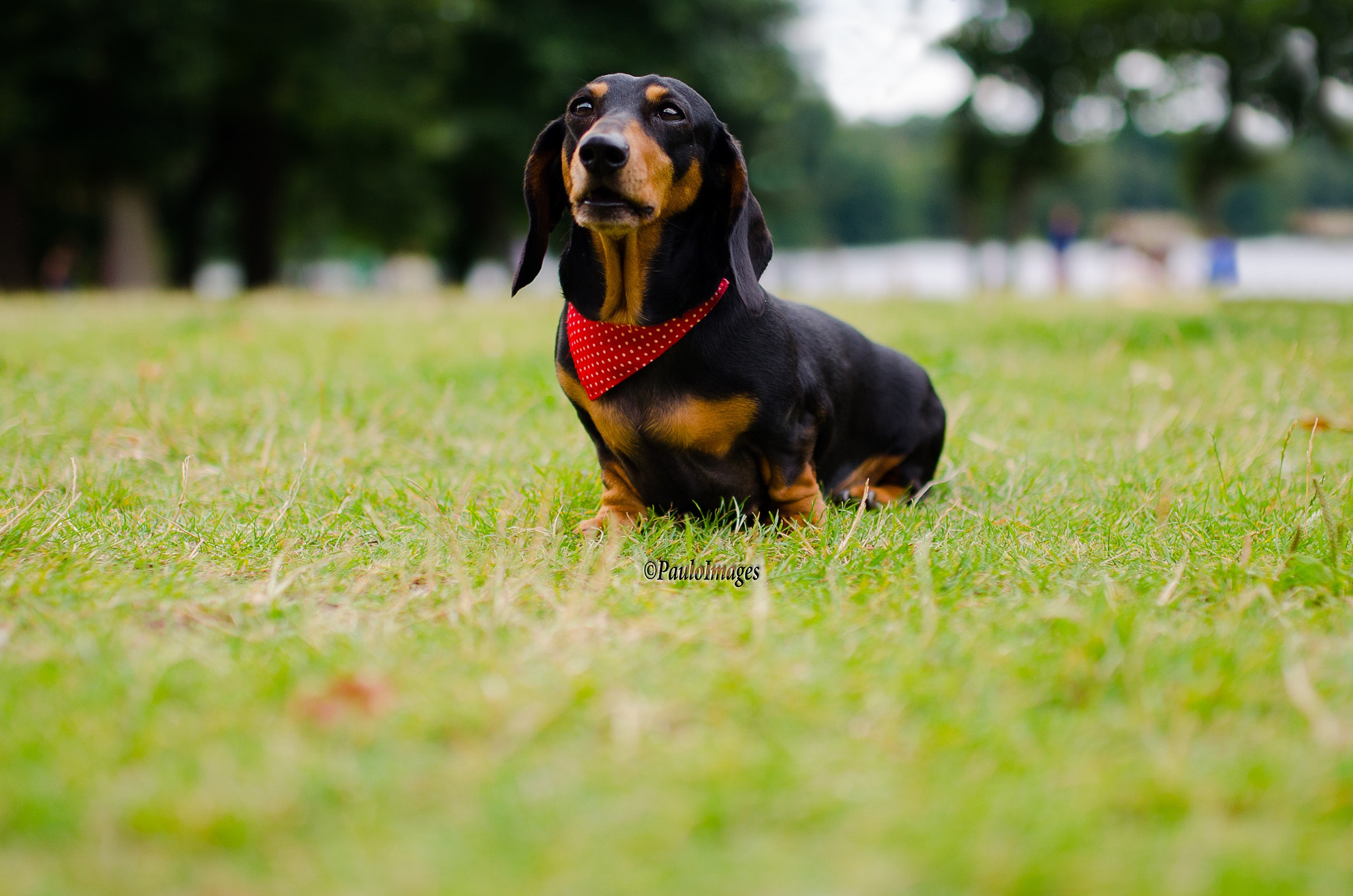 Nikon D7000 + Sigma 35mm F1.4 DG HSM Art sample photo. Cute photography