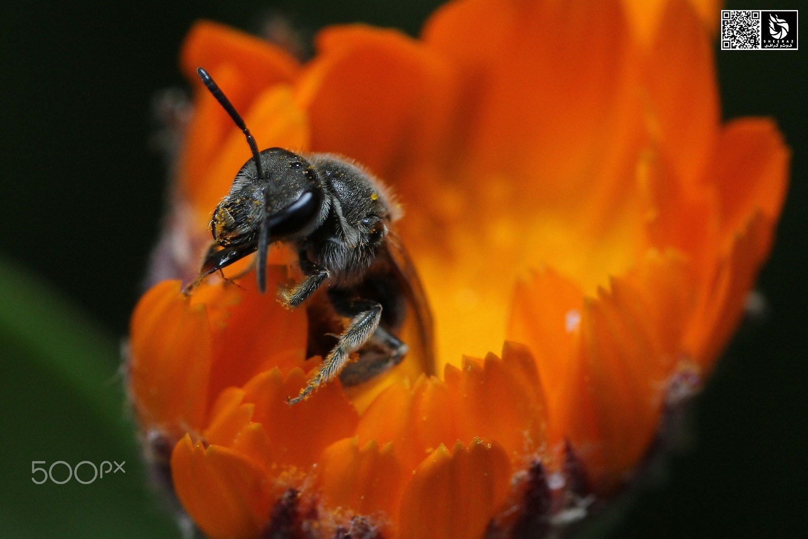 Canon EOS 60D + Tamron SP AF 90mm F2.8 Di Macro sample photo. Fresh juice drunk.... photography