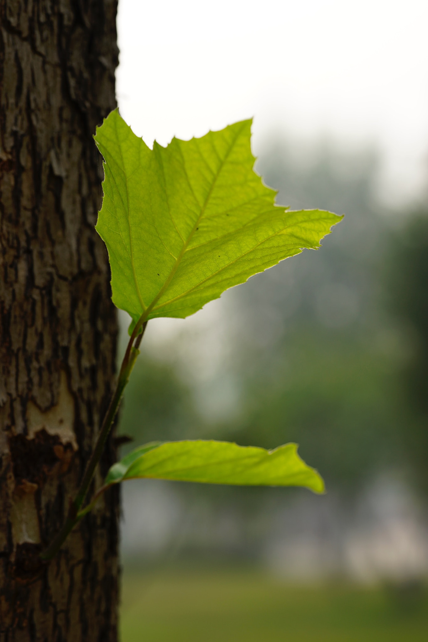 Sony a7 II + Sony FE 90mm F2.8 Macro G OSS sample photo. 秋叶之静美 photography