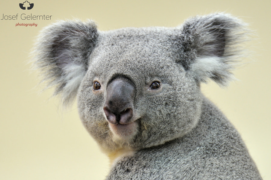 Nikon D3S sample photo. Koala portrait photography