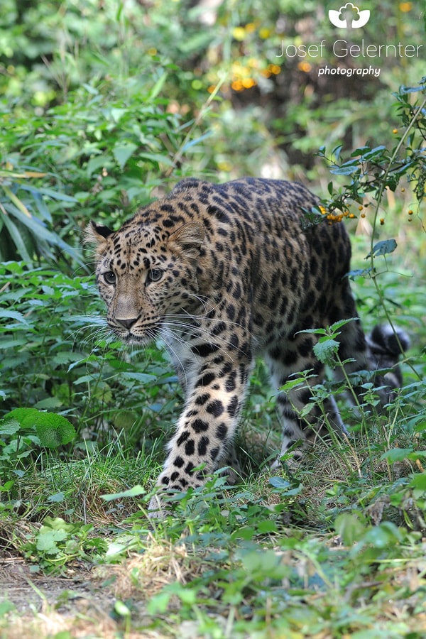 Nikon D3S sample photo. Leopard walk photography