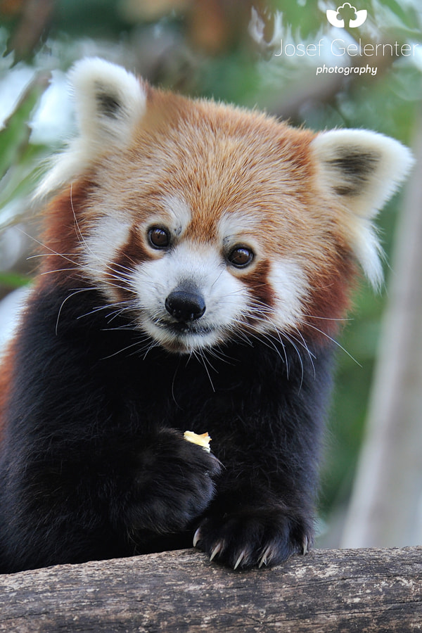 Nikon D3S sample photo. Red panda portrait photography