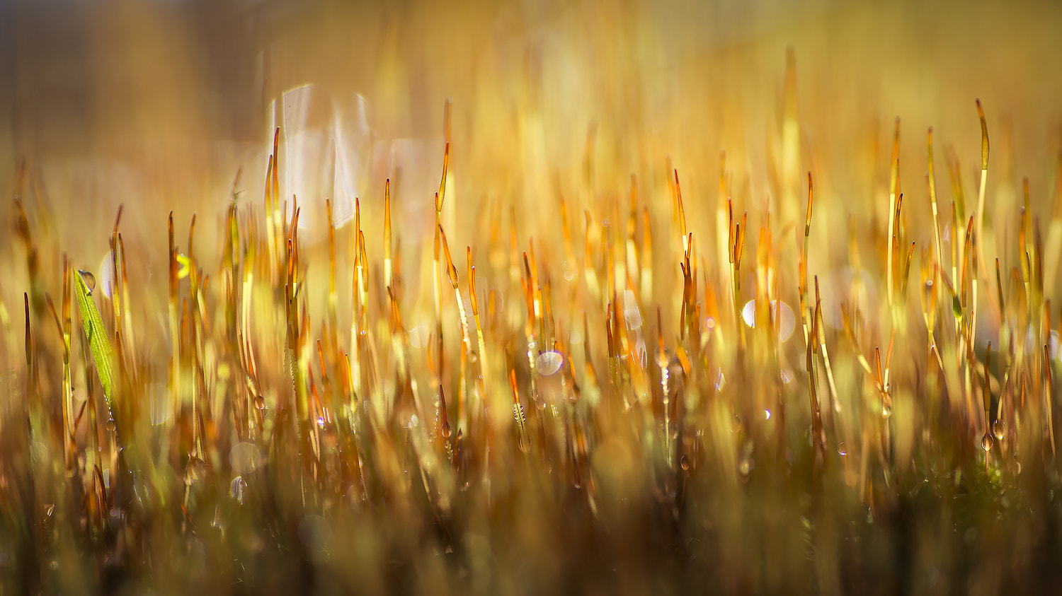Nikon D600 sample photo. Bryophyta photography