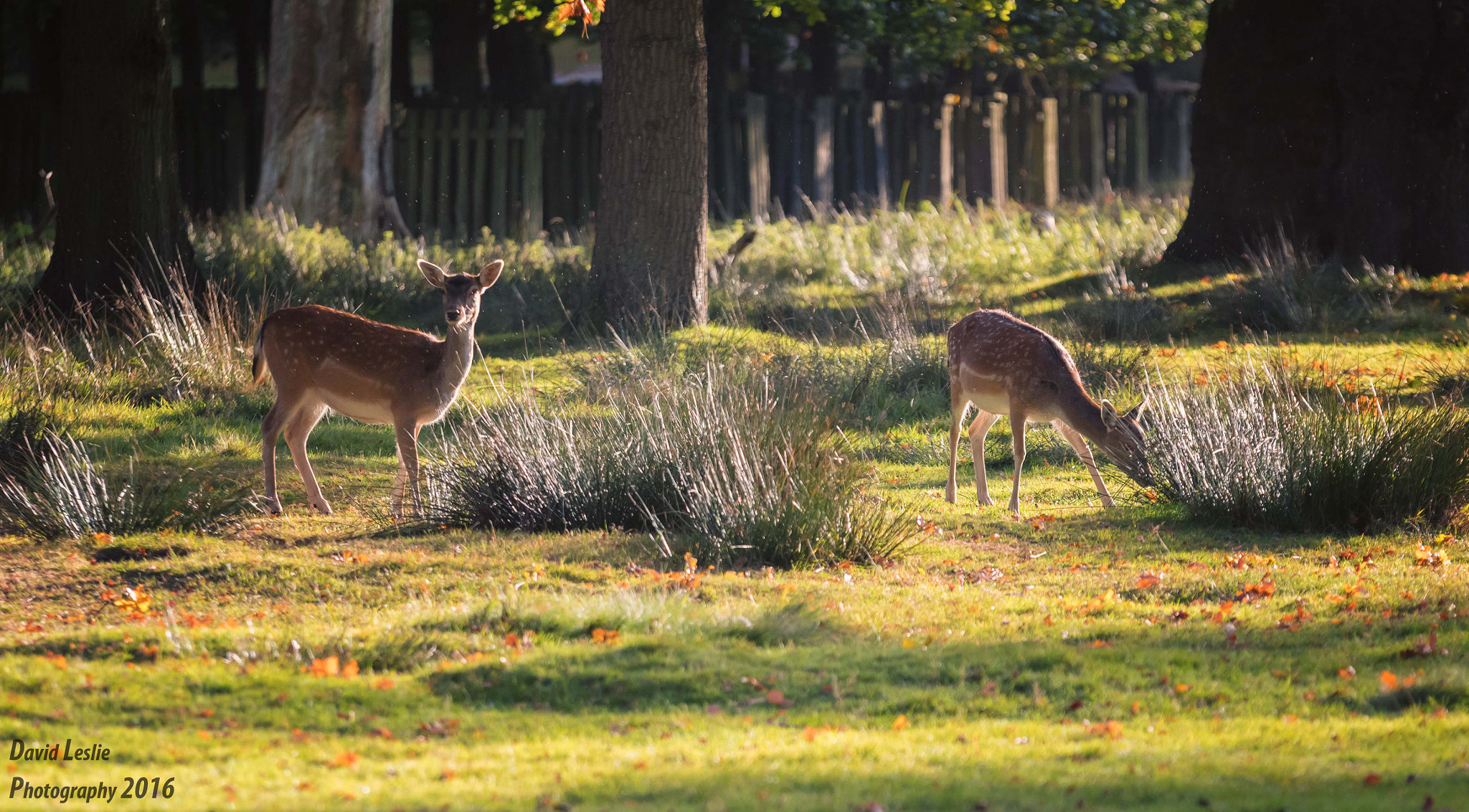 Nikon D500 sample photo. Grazing deer photography