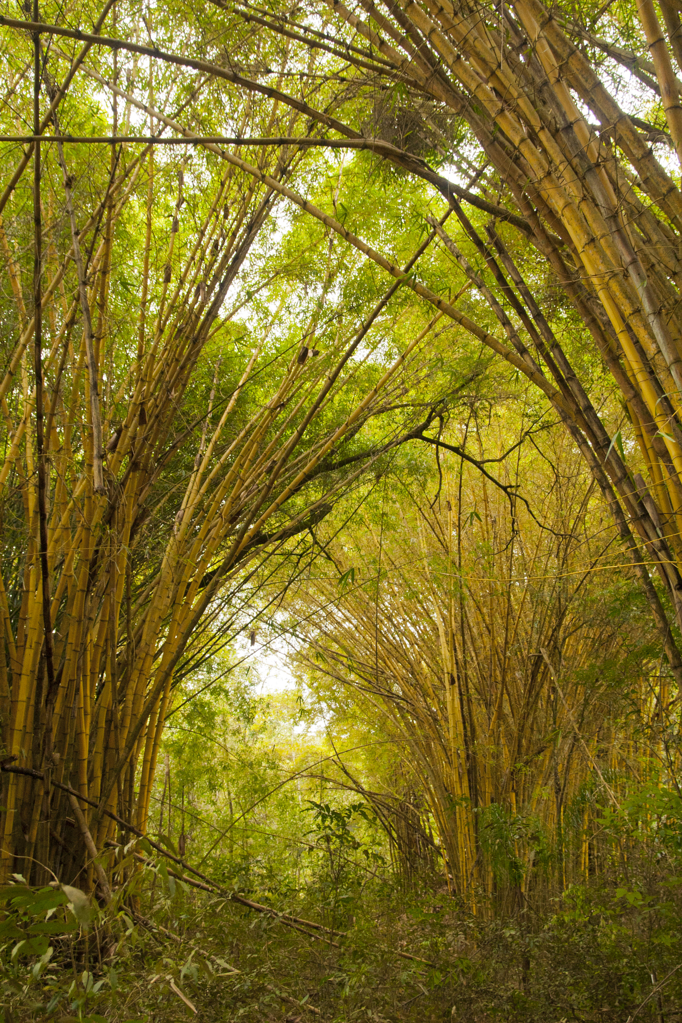 Canon EOS 30D sample photo. Bambuzal photography