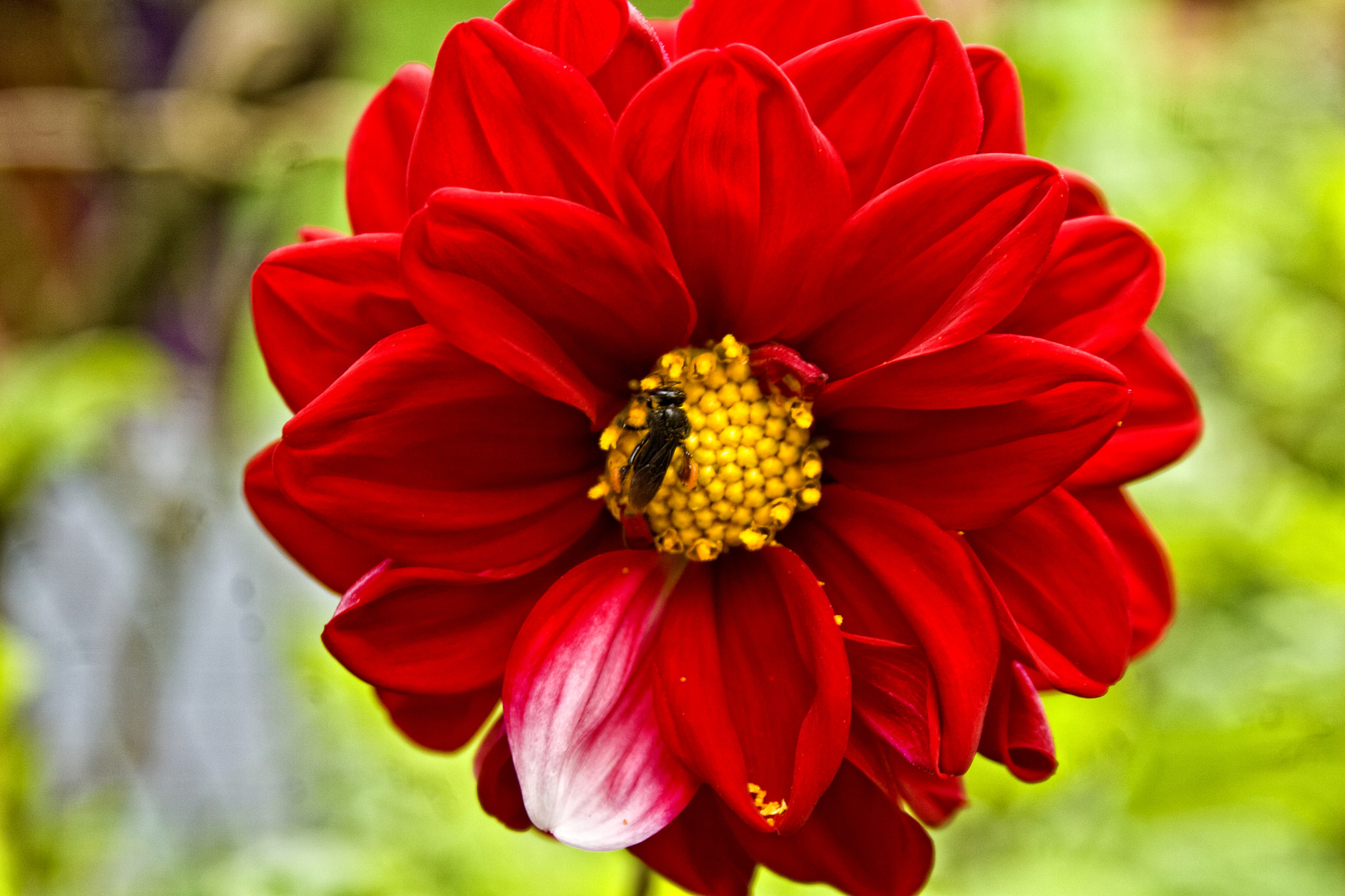 Canon EOS 30D sample photo. Flor photography