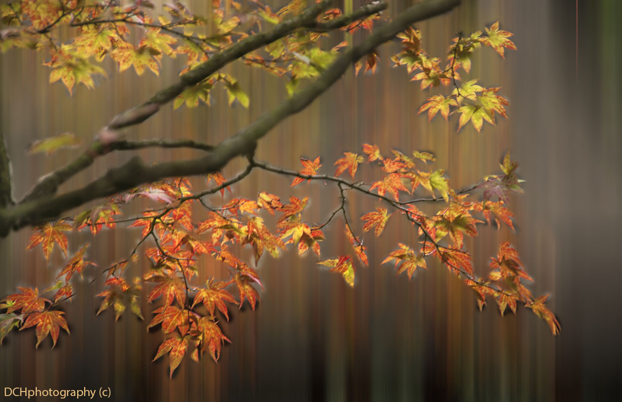 Sigma 18-200mm f/3.5-6.3 DC OS sample photo. Autumn leaves photography
