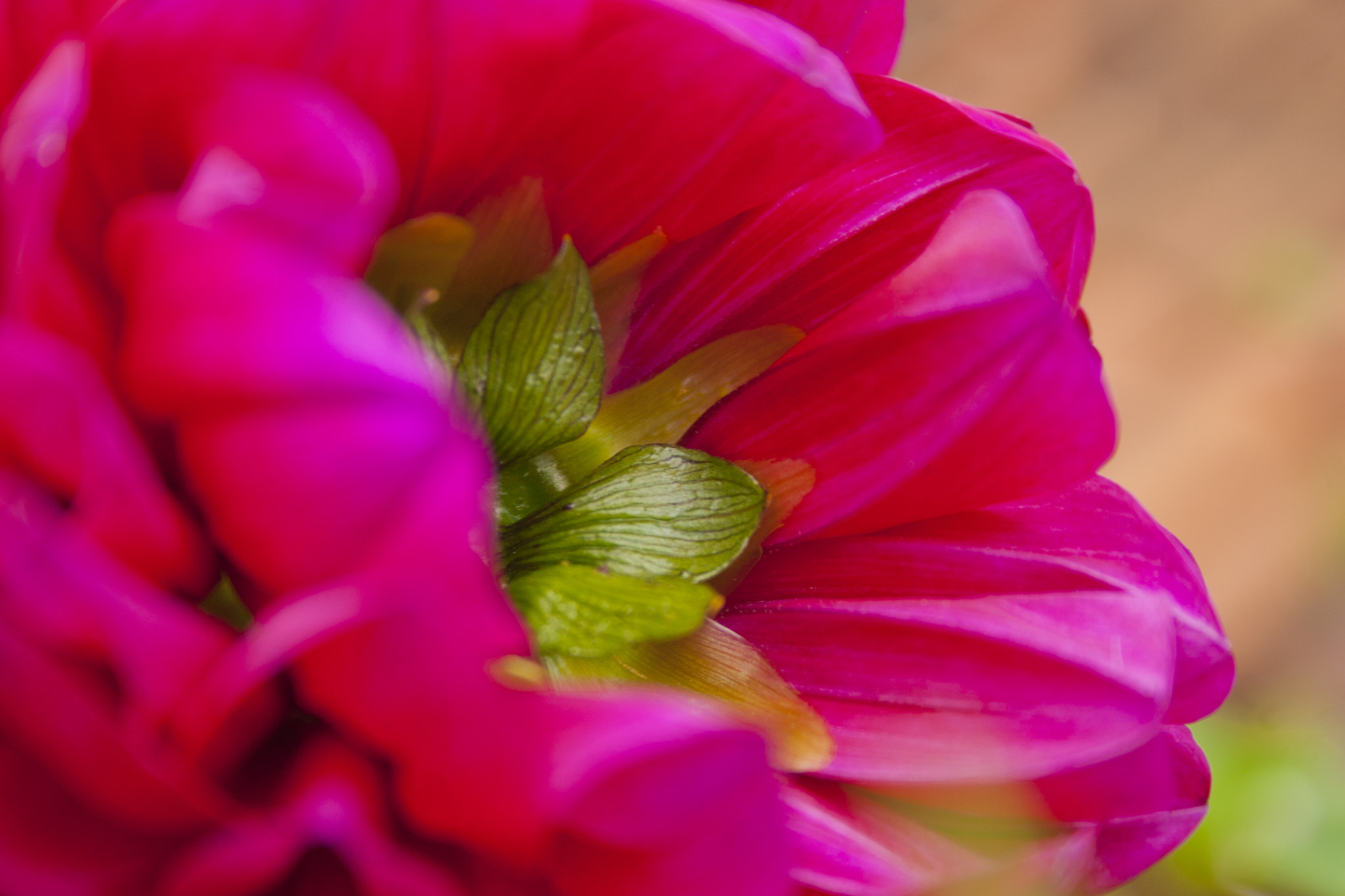 Canon EOS 30D sample photo. Flor photography