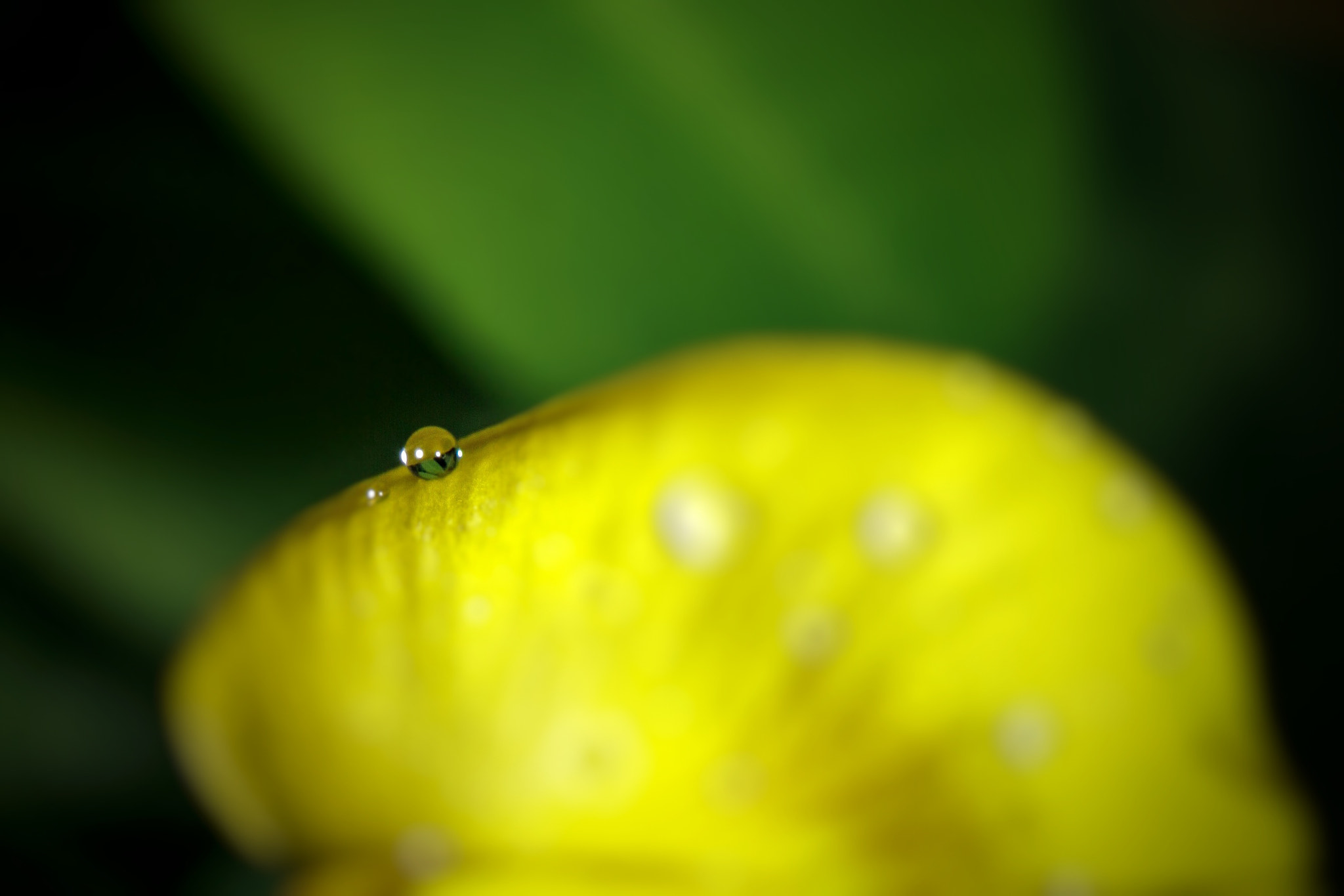 Canon EF-S 60mm F2.8 Macro USM sample photo. Dew 2 photography
