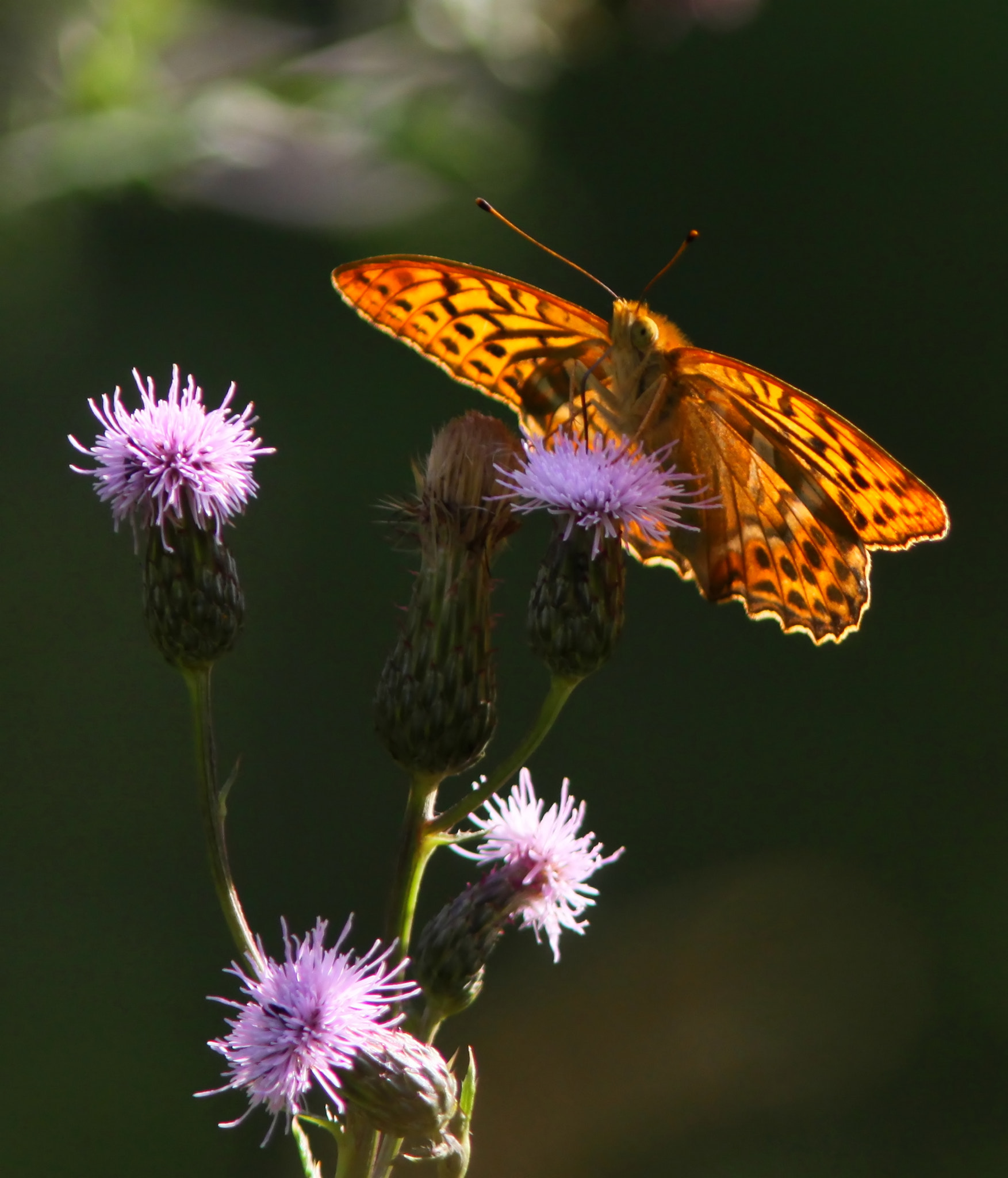 Canon EF 300mm F4L IS USM sample photo. In the light...... photography