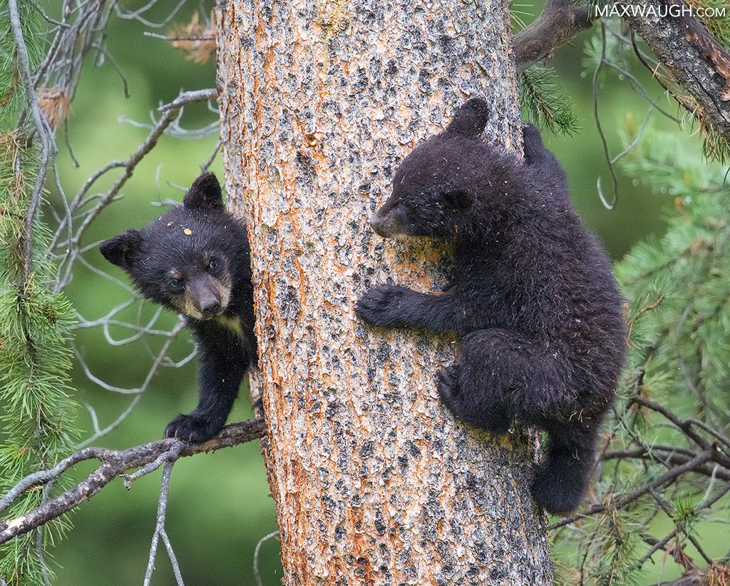 Canon EF 600mm F4L IS II USM sample photo. Black bear cubs photography
