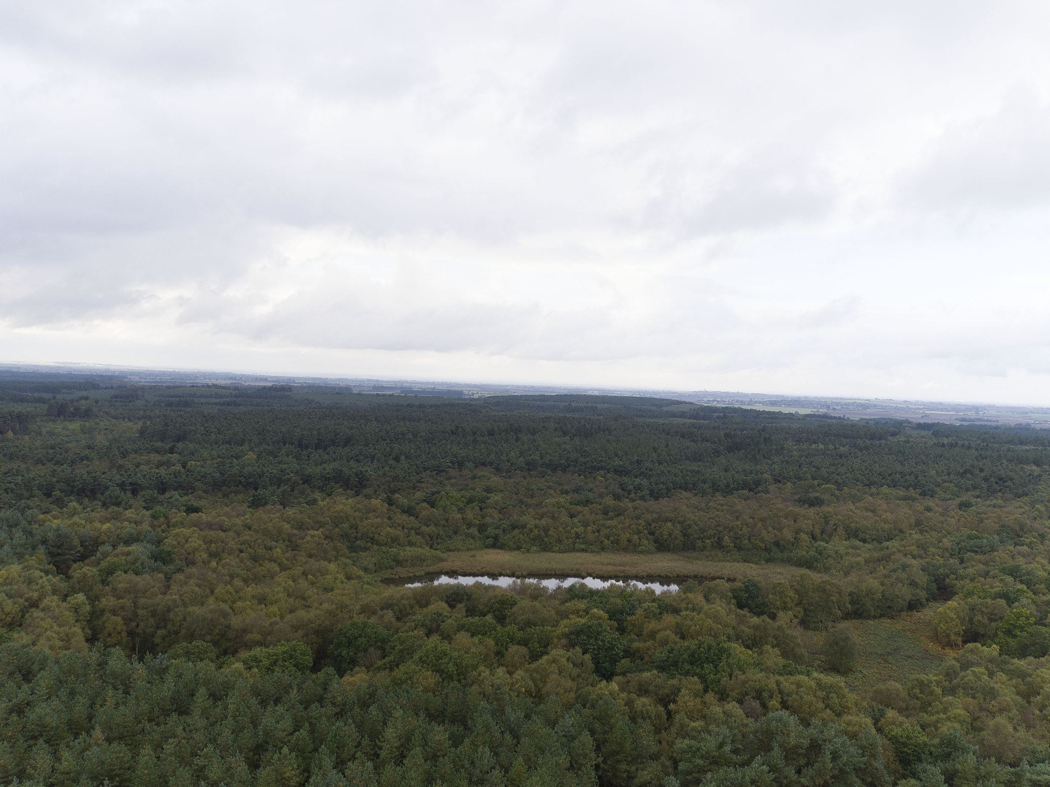 DJI FC550 sample photo. The lost lake of laugton forest photography