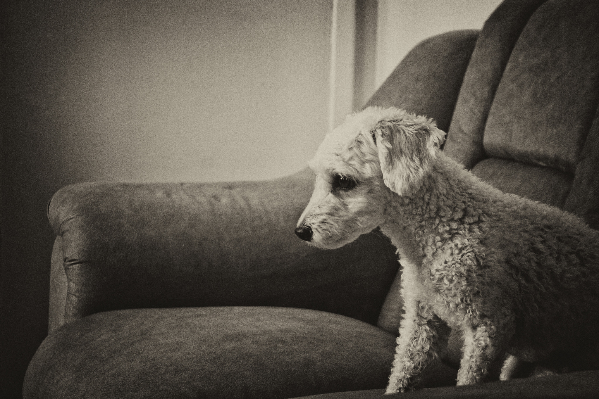 Canon EOS 30D sample photo. Poodle photography