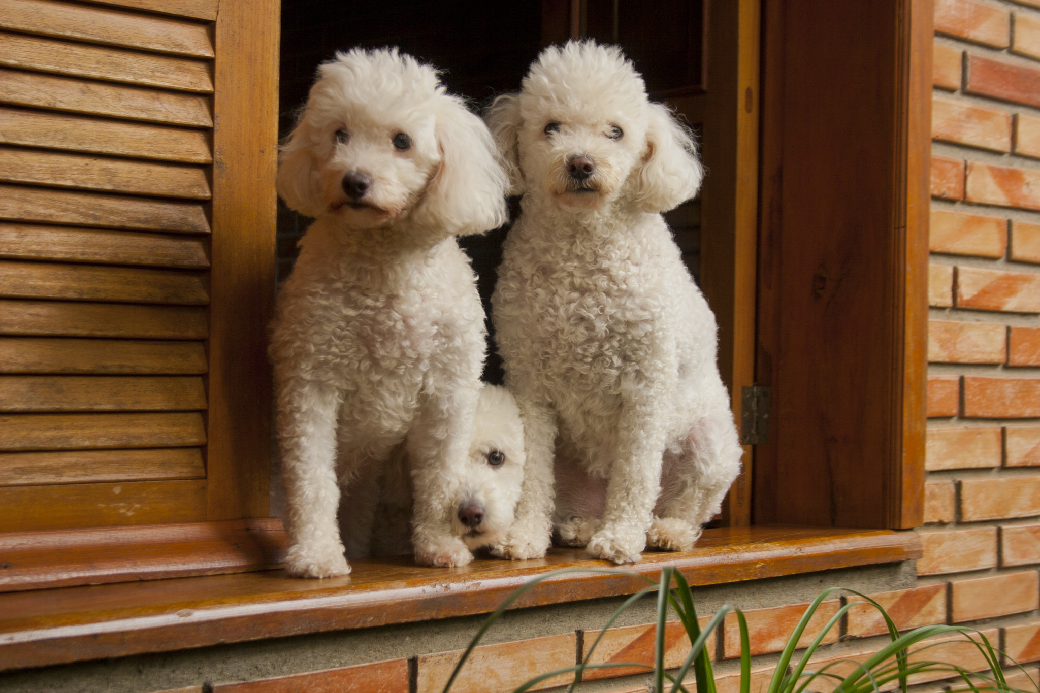 Canon EOS 30D + Canon EF-S 18-55mm F3.5-5.6 II sample photo. Poodles photography