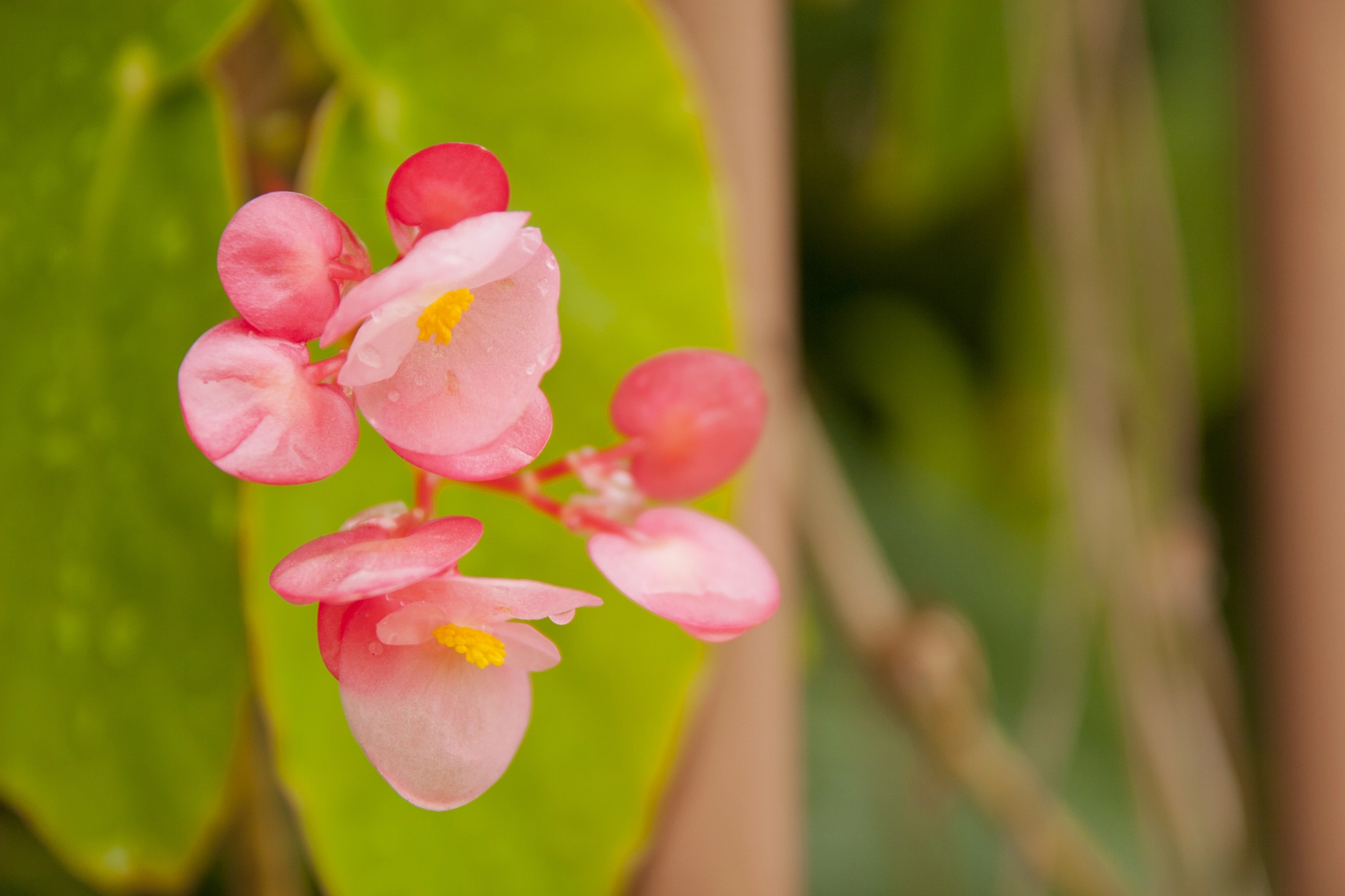 Canon EOS 30D sample photo. Flor photography