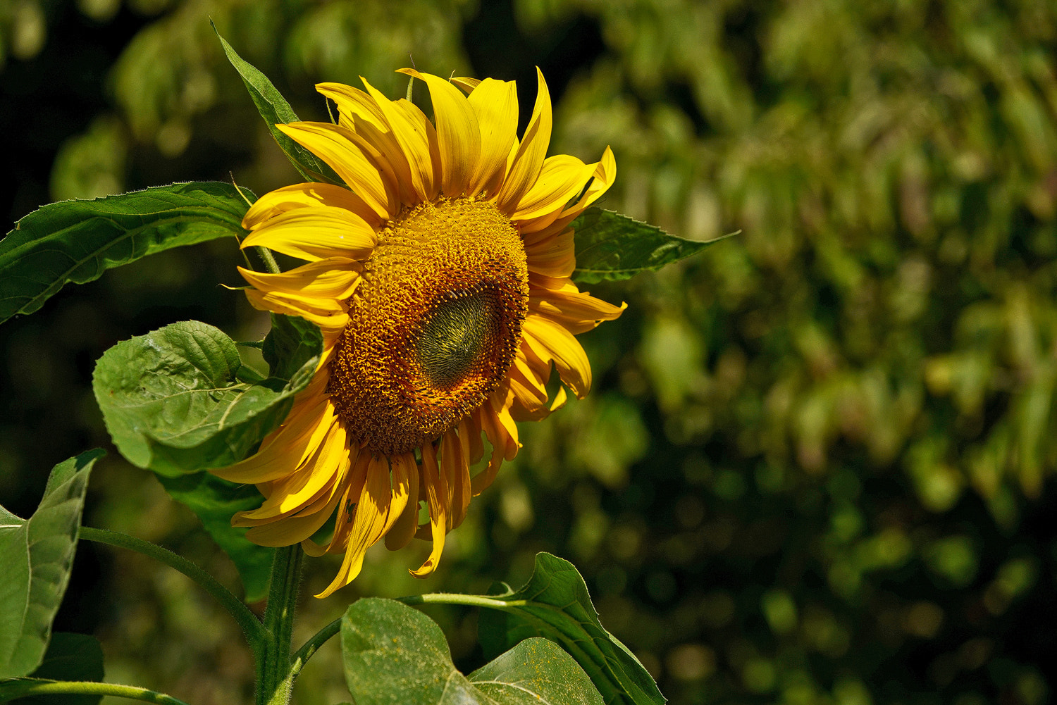 70-200mm F2.8 G SSM OSS II sample photo. Green backed sun photography