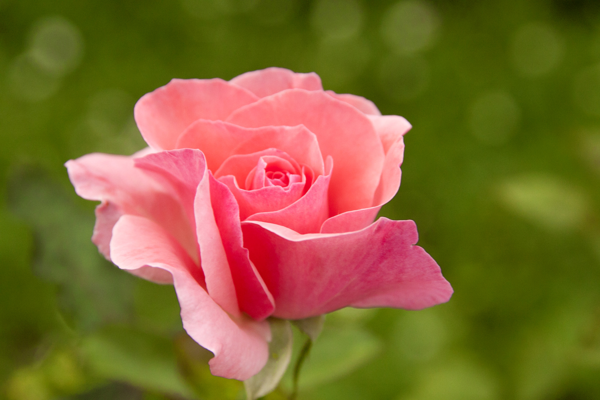 Canon EOS 50D sample photo. Rosa photography