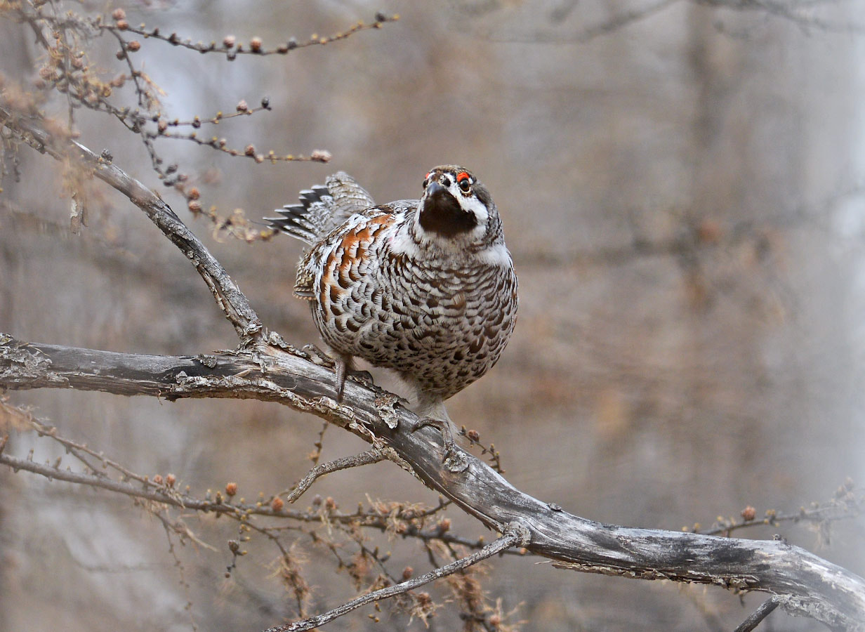 Nikon D600 + Nikon AF-S Nikkor 300mm F4D ED-IF sample photo. Hazel grouse photography