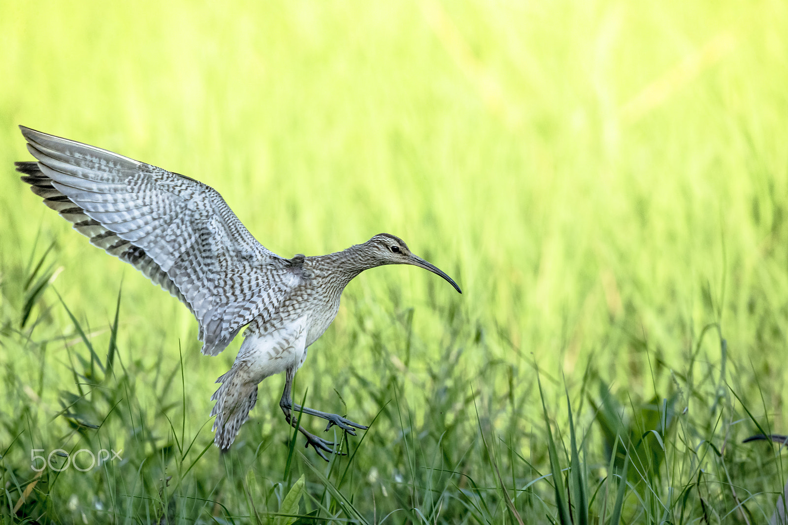 Canon EF 800mm F5.6L IS USM sample photo. Landing photography