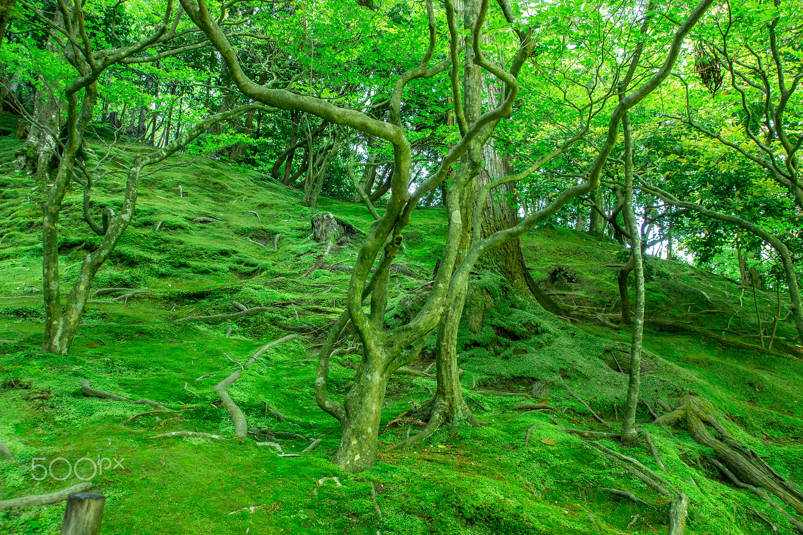 Sigma 18-250mm F3.5-6.3 DC OS HSM sample photo. Forest photography