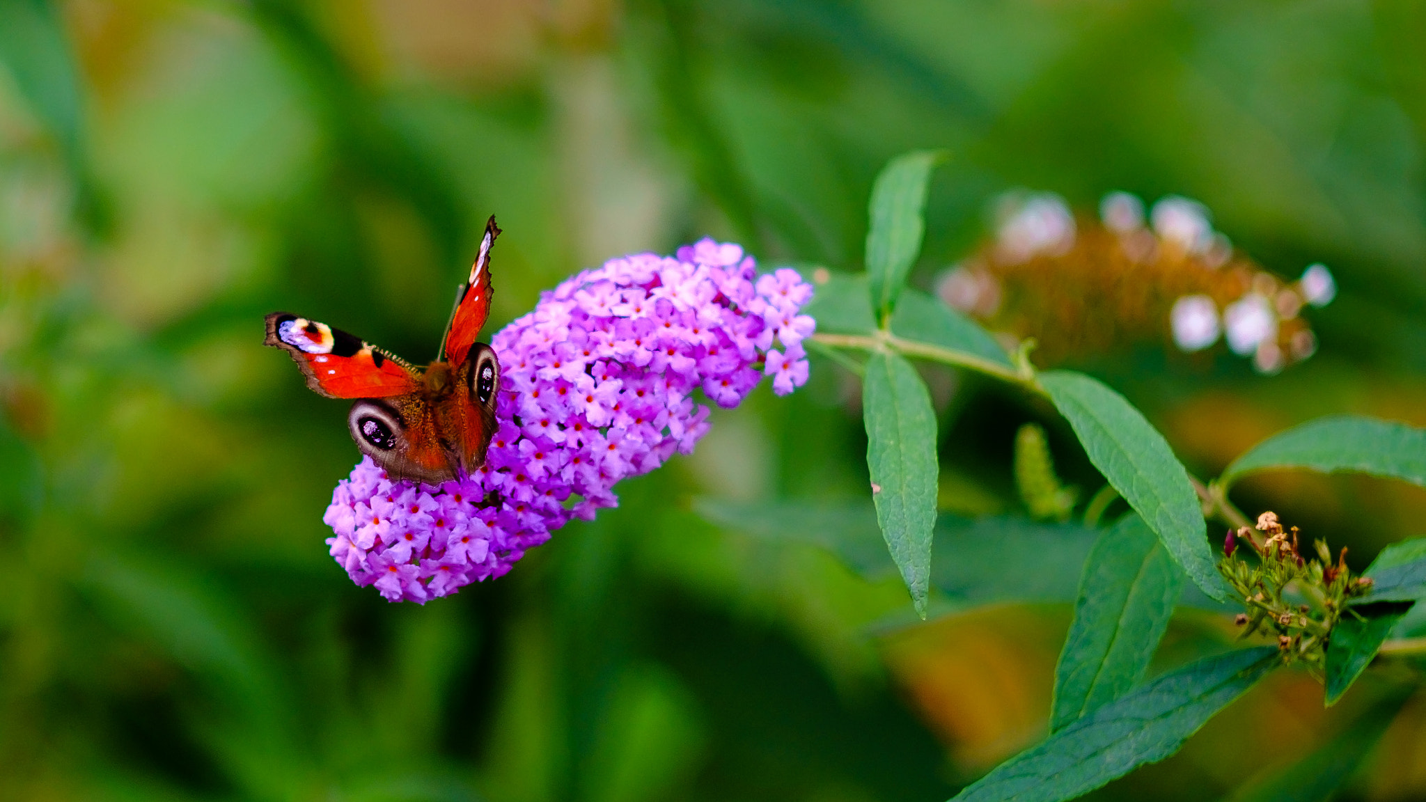 Fujifilm X-E1 + Fujifilm XF 56mm F1.2 R sample photo. Butterfly photography