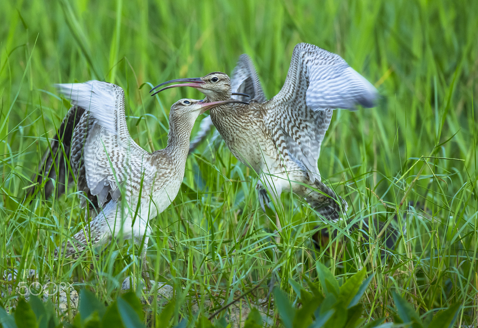 Canon EF 800mm F5.6L IS USM sample photo. Fighting photography