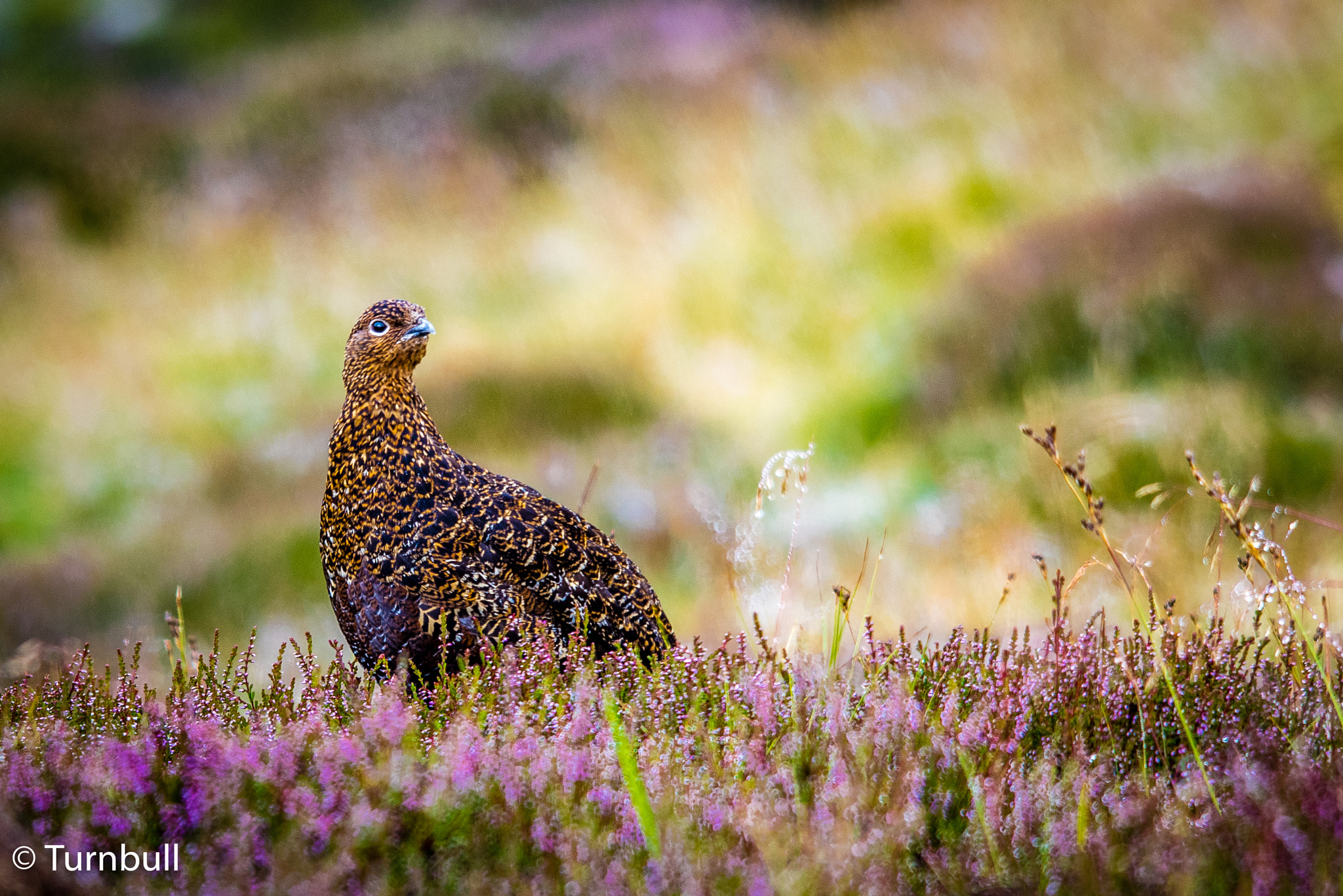 Sigma 150-500mm F5-6.3 DG OS HSM sample photo. Swaledale photography