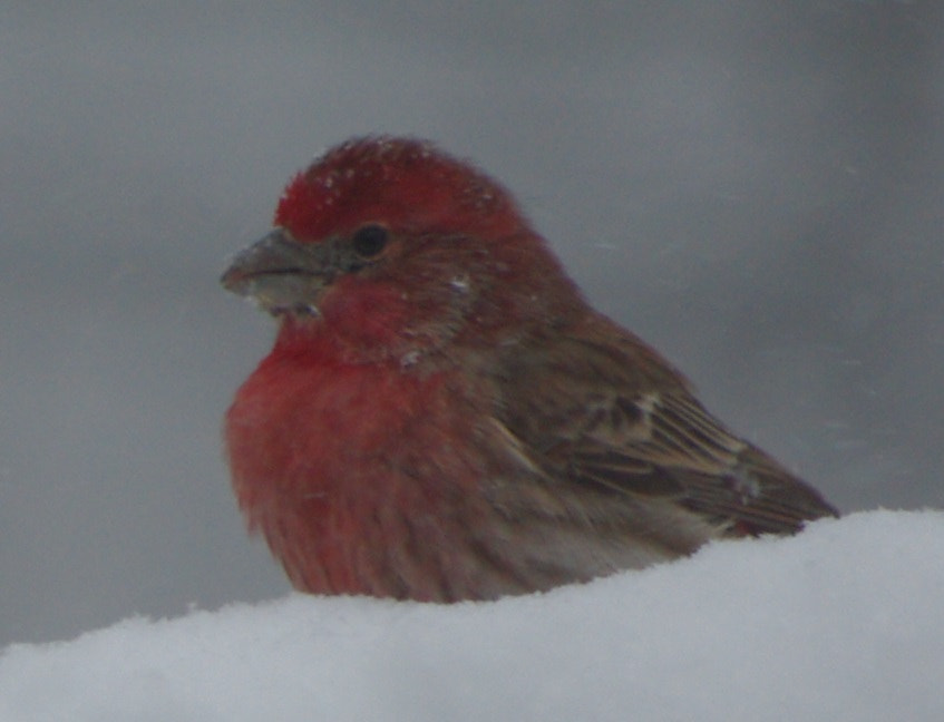 Pentax K-m (K2000) sample photo. Winter bird 2 photography