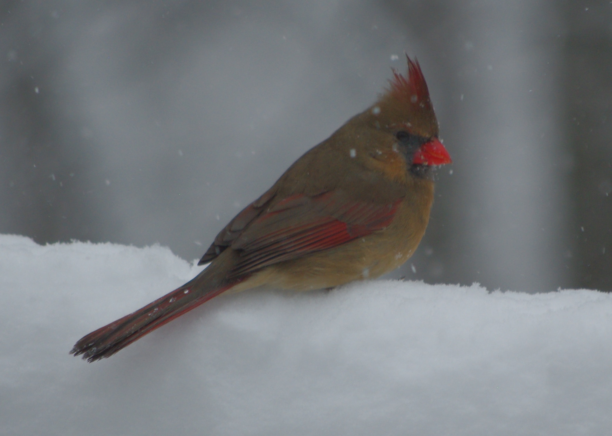 Pentax K-m (K2000) sample photo. Winter cardinal photography
