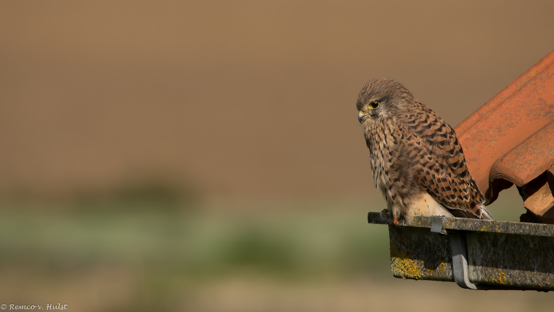 Sony ILCA-77M2 + Tamron SP 150-600mm F5-6.3 Di VC USD sample photo. Common kestrel  photography