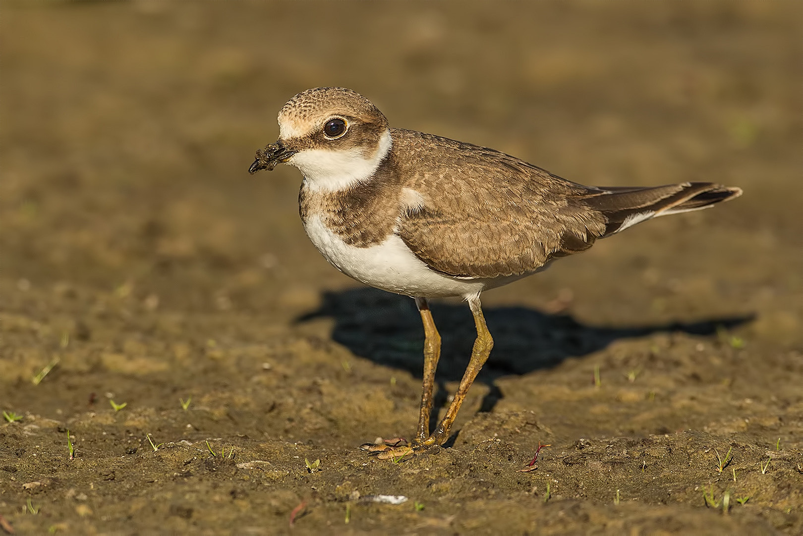 Canon EF 500mm F4L IS USM sample photo. Little ringed plover photography