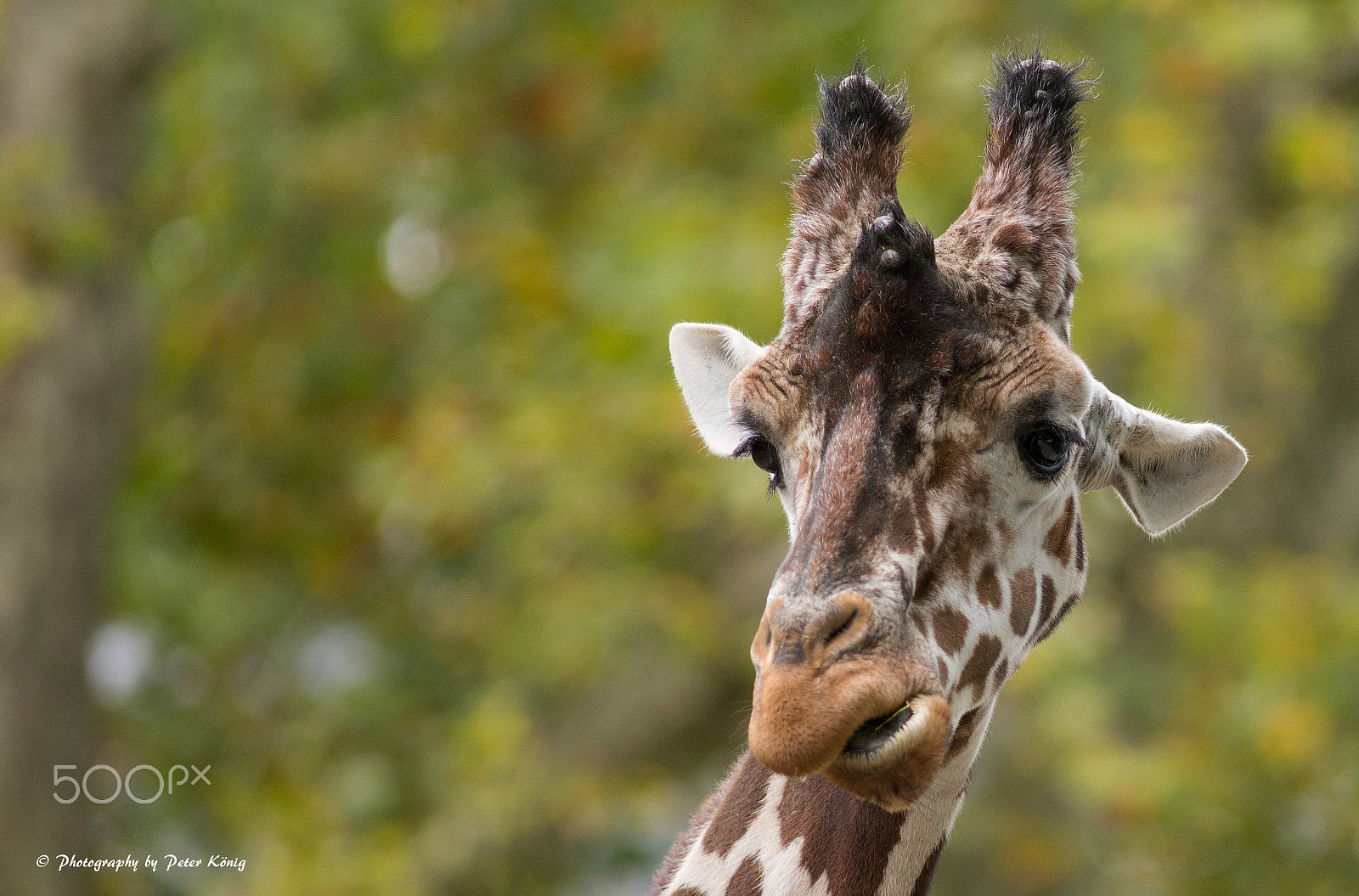 Nikon D600 + AF Nikkor 300mm f/4 IF-ED sample photo. Giraffe photography