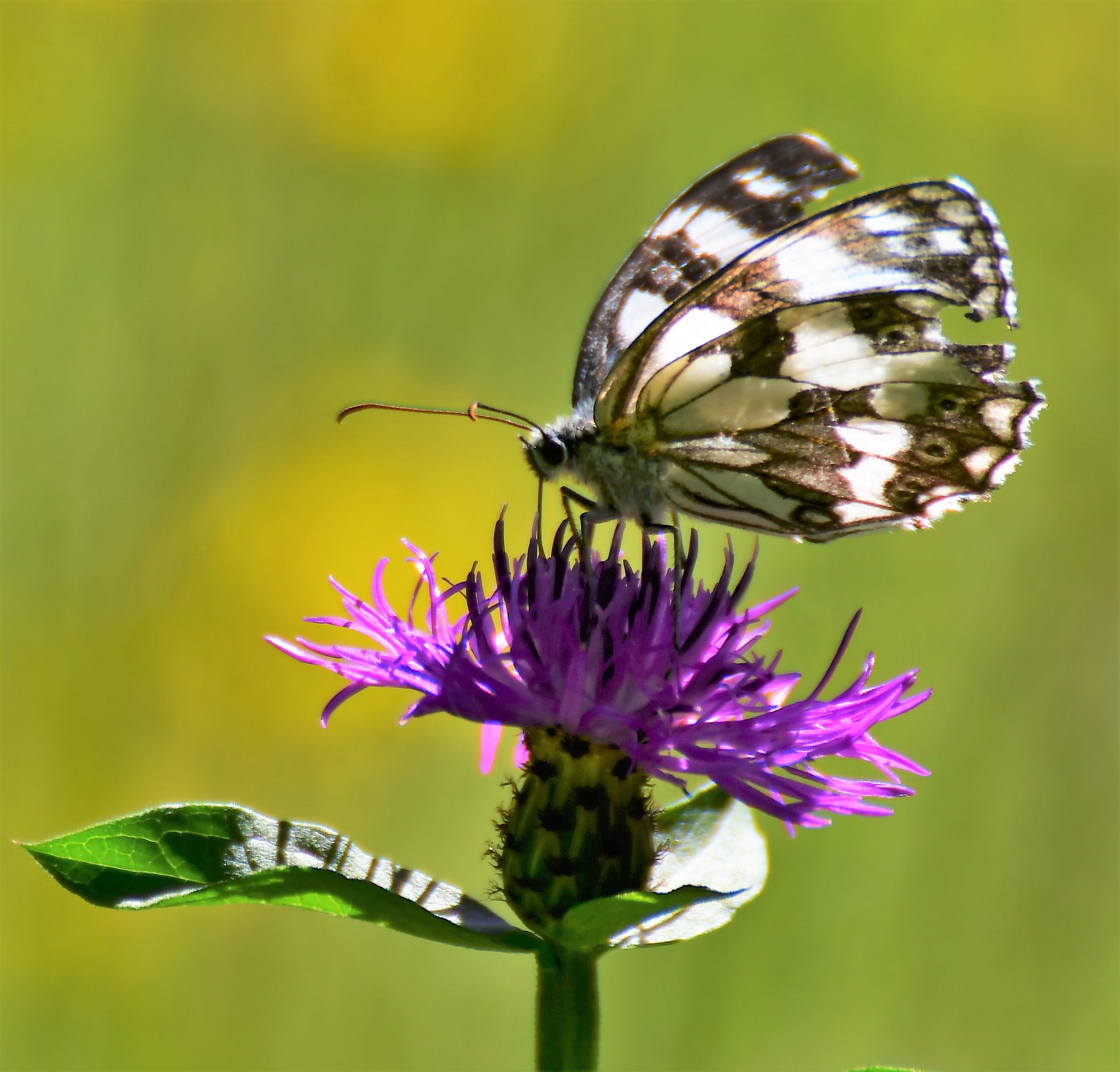Nikon D500 sample photo. Papillon photography