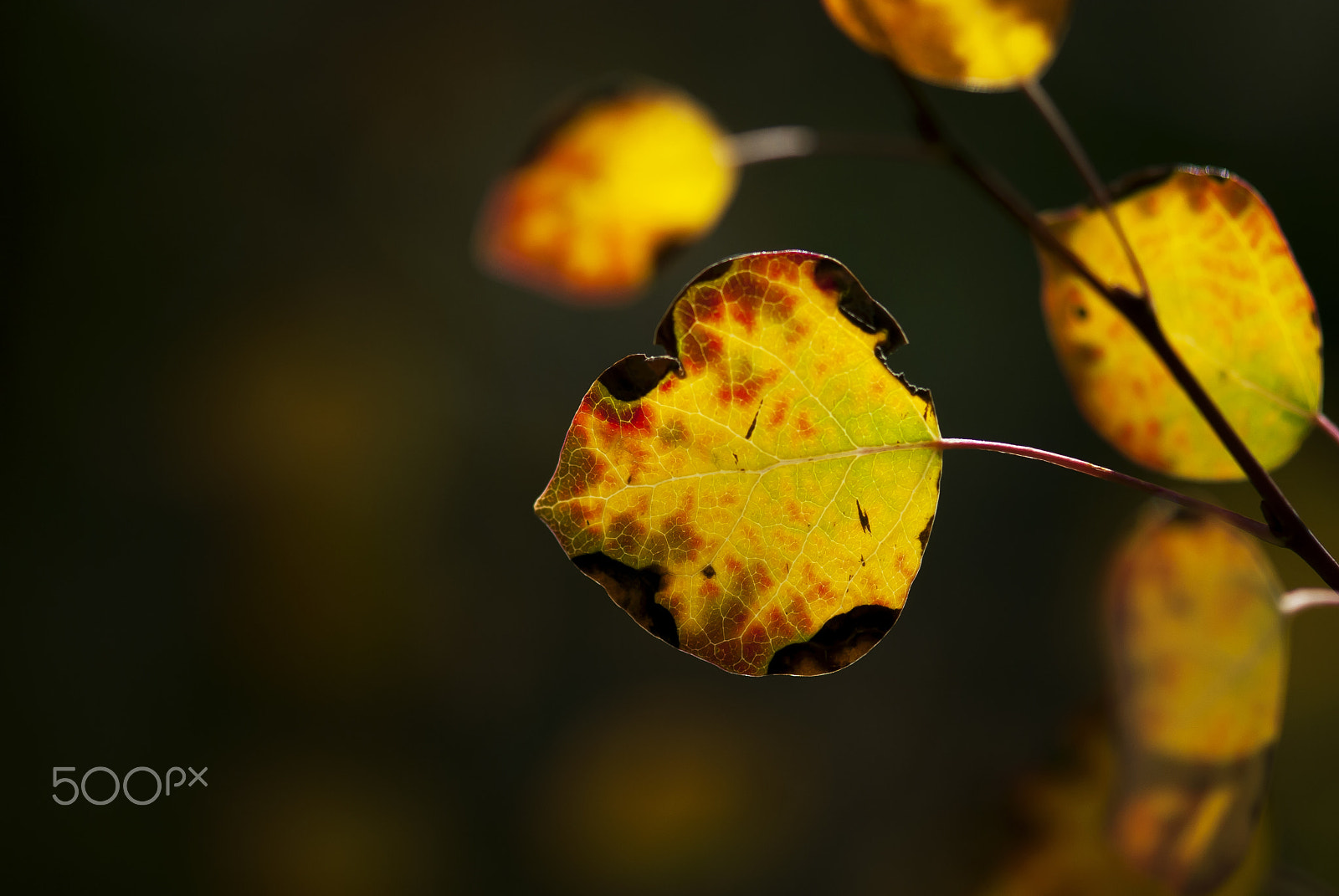 Nikon AF-S Micro-Nikkor 105mm F2.8G IF-ED VR sample photo. Aspen stained glass photography