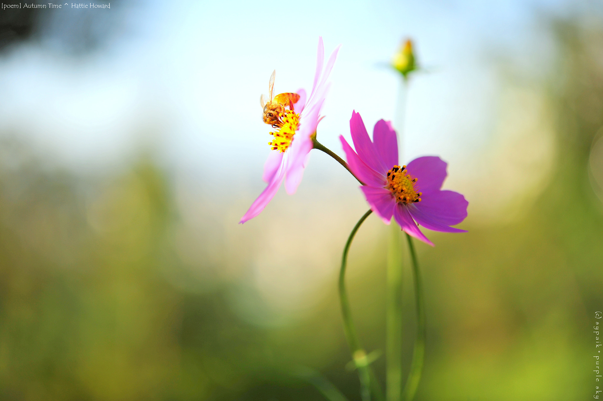 Nikon AF-S Micro-Nikkor 60mm F2.8G ED sample photo. Autumn time photography