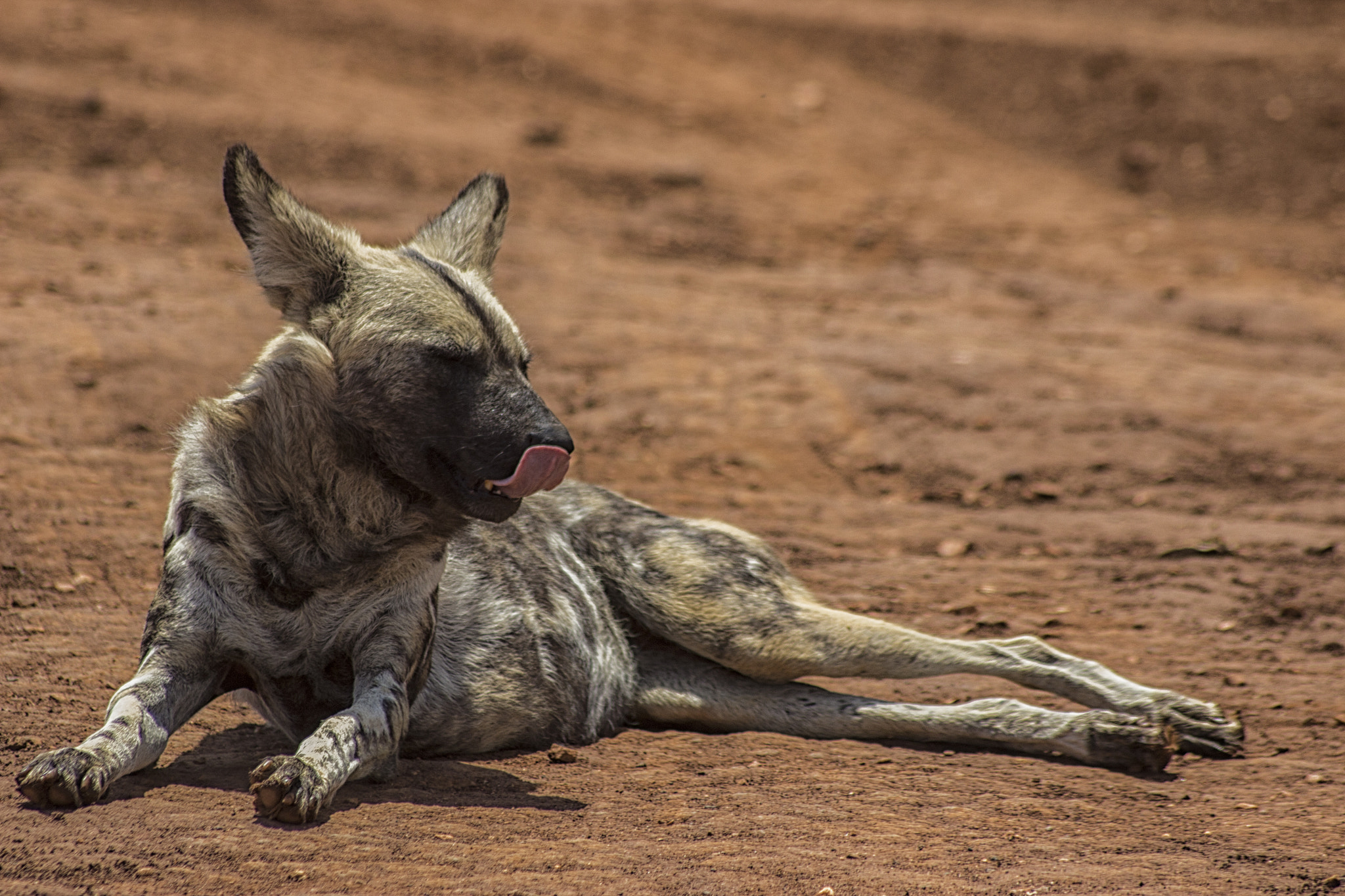 Canon EOS 600D (Rebel EOS T3i / EOS Kiss X5) + Sigma 70-300mm F4-5.6 APO DG Macro sample photo. The african wild dog photography