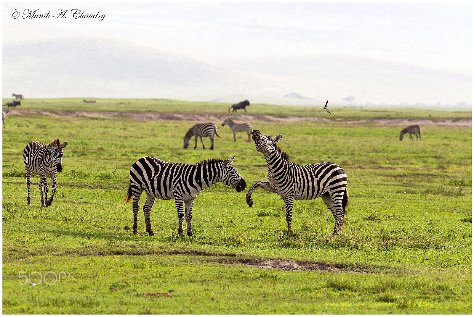 Canon EOS-1D Mark IV + Canon EF 200-400mm F4L IS USM Extender 1.4x sample photo. Stripes at war! photography