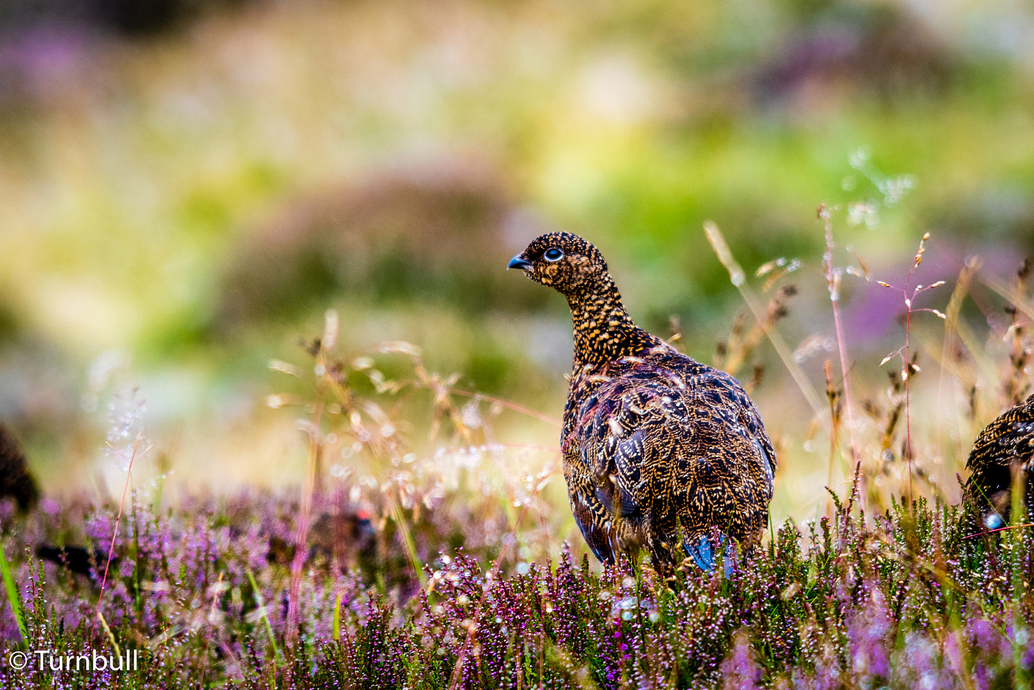 Sigma 150-500mm F5-6.3 DG OS HSM sample photo. Swaledale photography