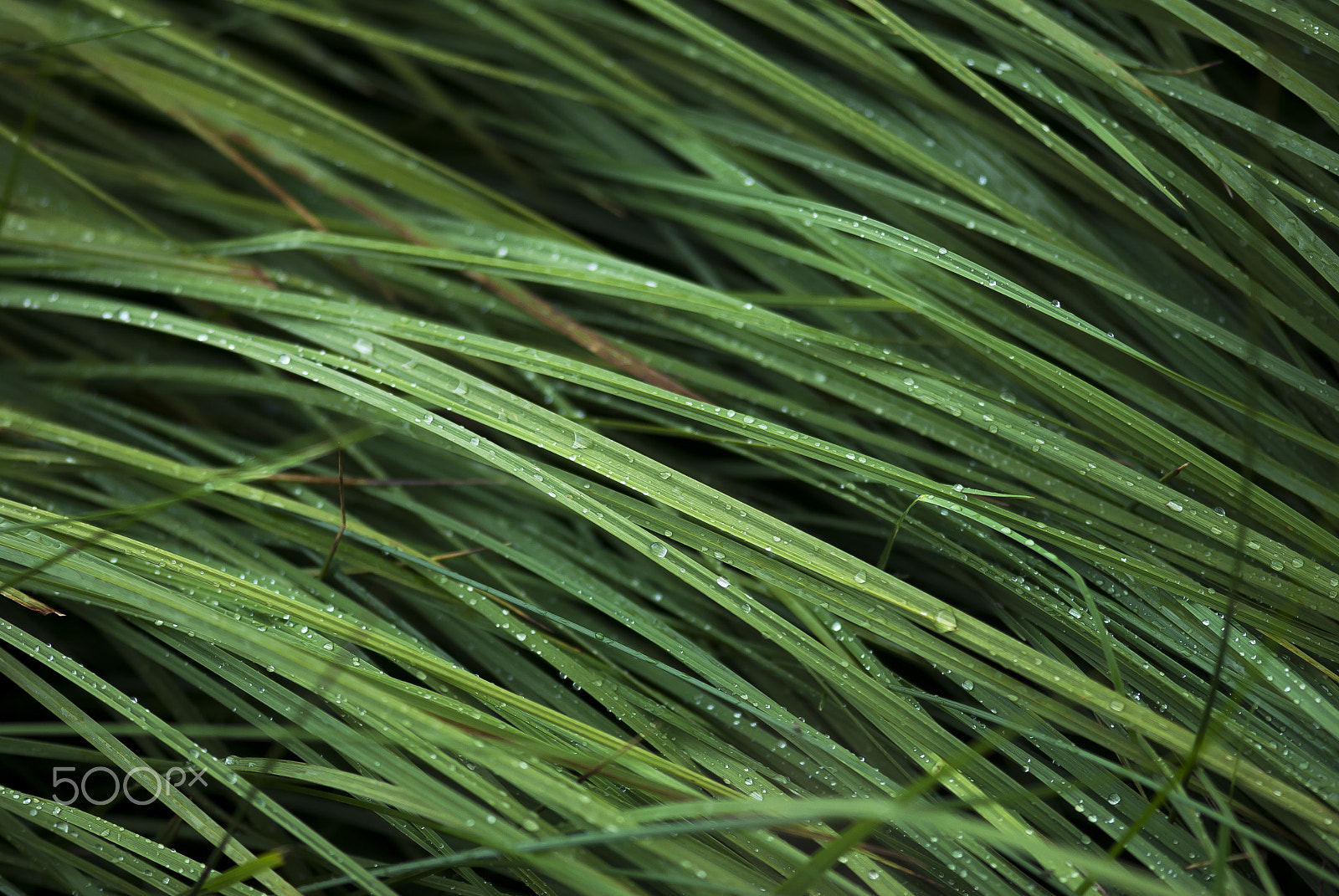 Nikon D60 + Nikon AF-S Micro-Nikkor 105mm F2.8G IF-ED VR sample photo. Dew covered grass photography